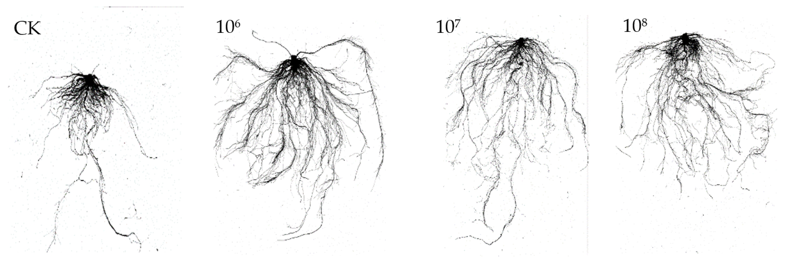 Microorganisms 12 00921 g003
