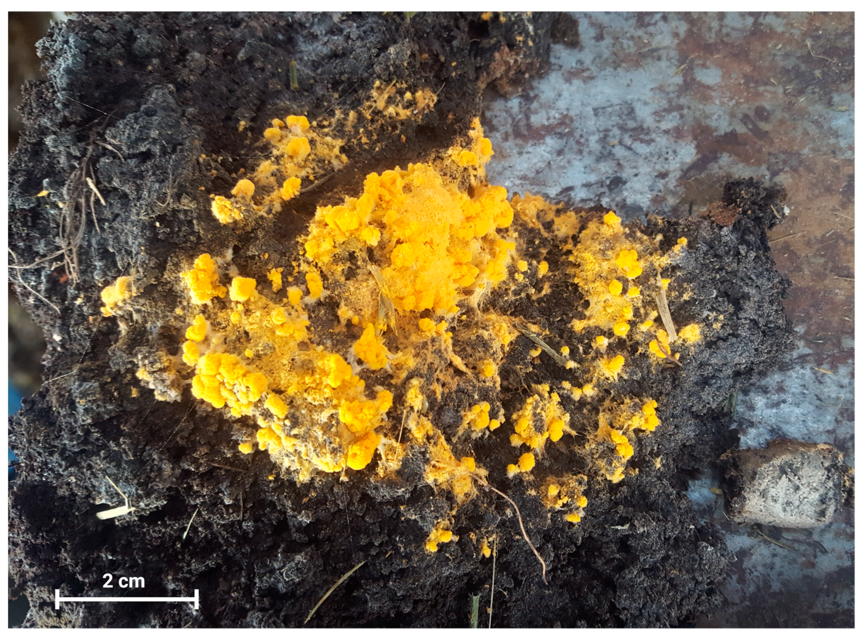 Microorganisms 12 00937 g001