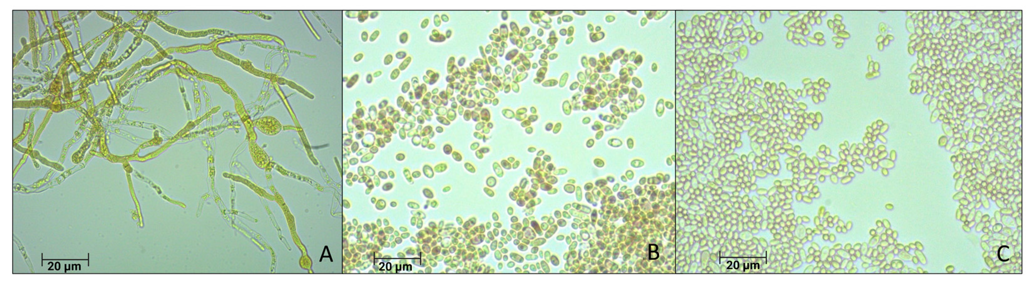 Microorganisms 12 00937 g002