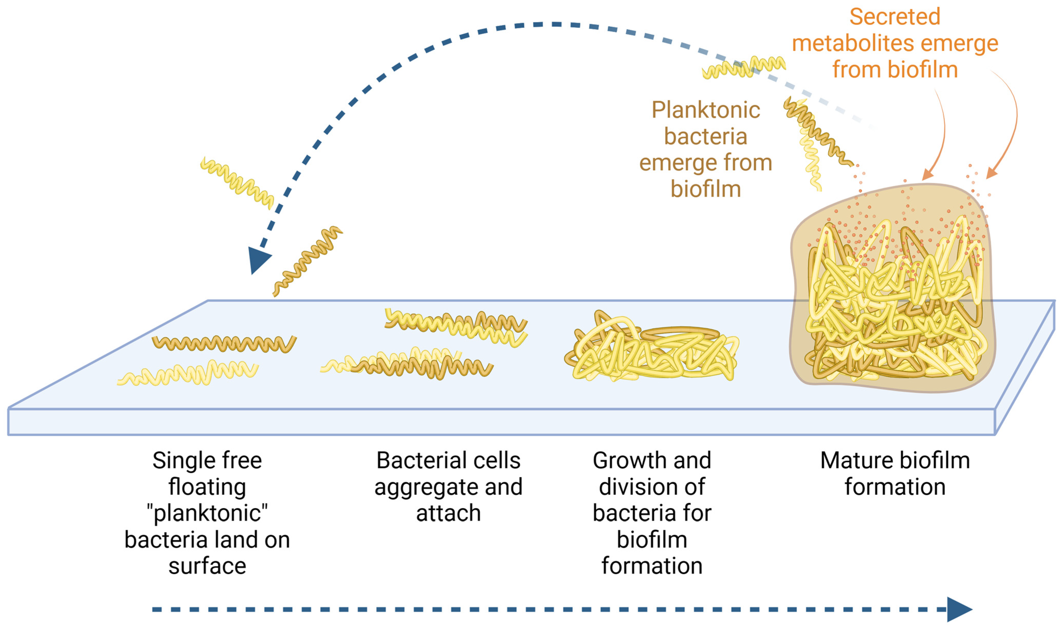 Microorganisms 12 00991 g001