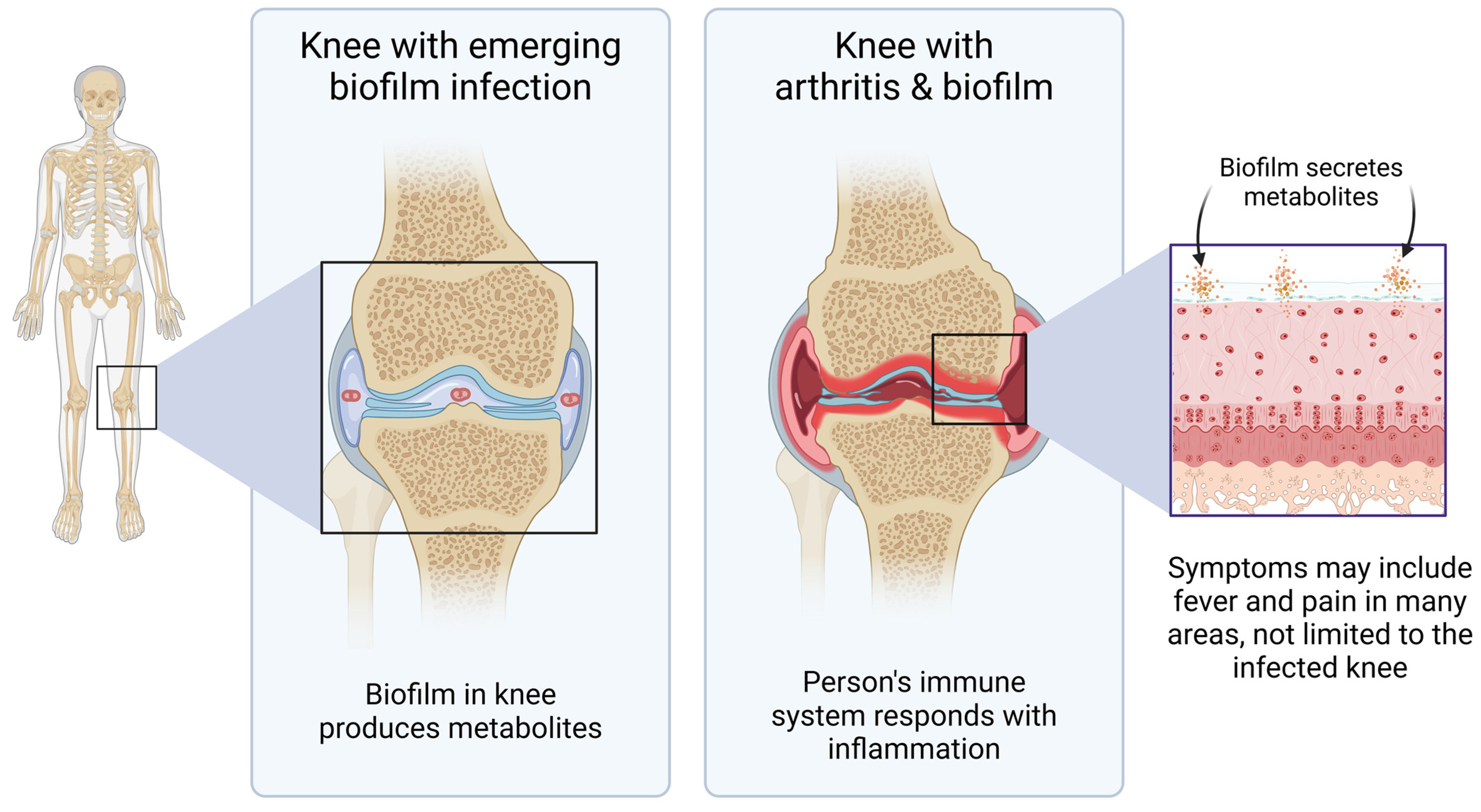 Microorganisms 12 00991 g007