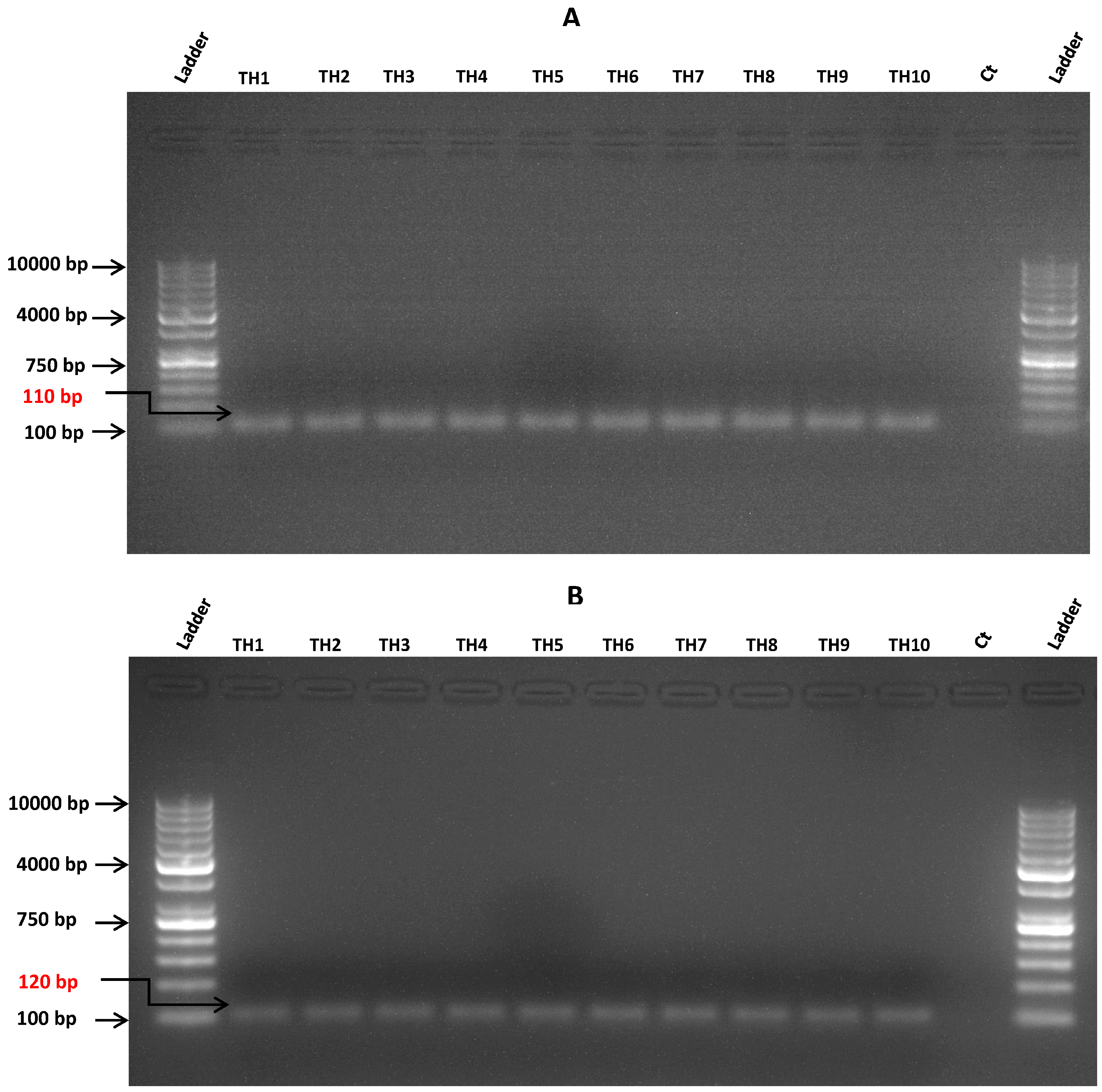 Microorganisms 12 01001 g003