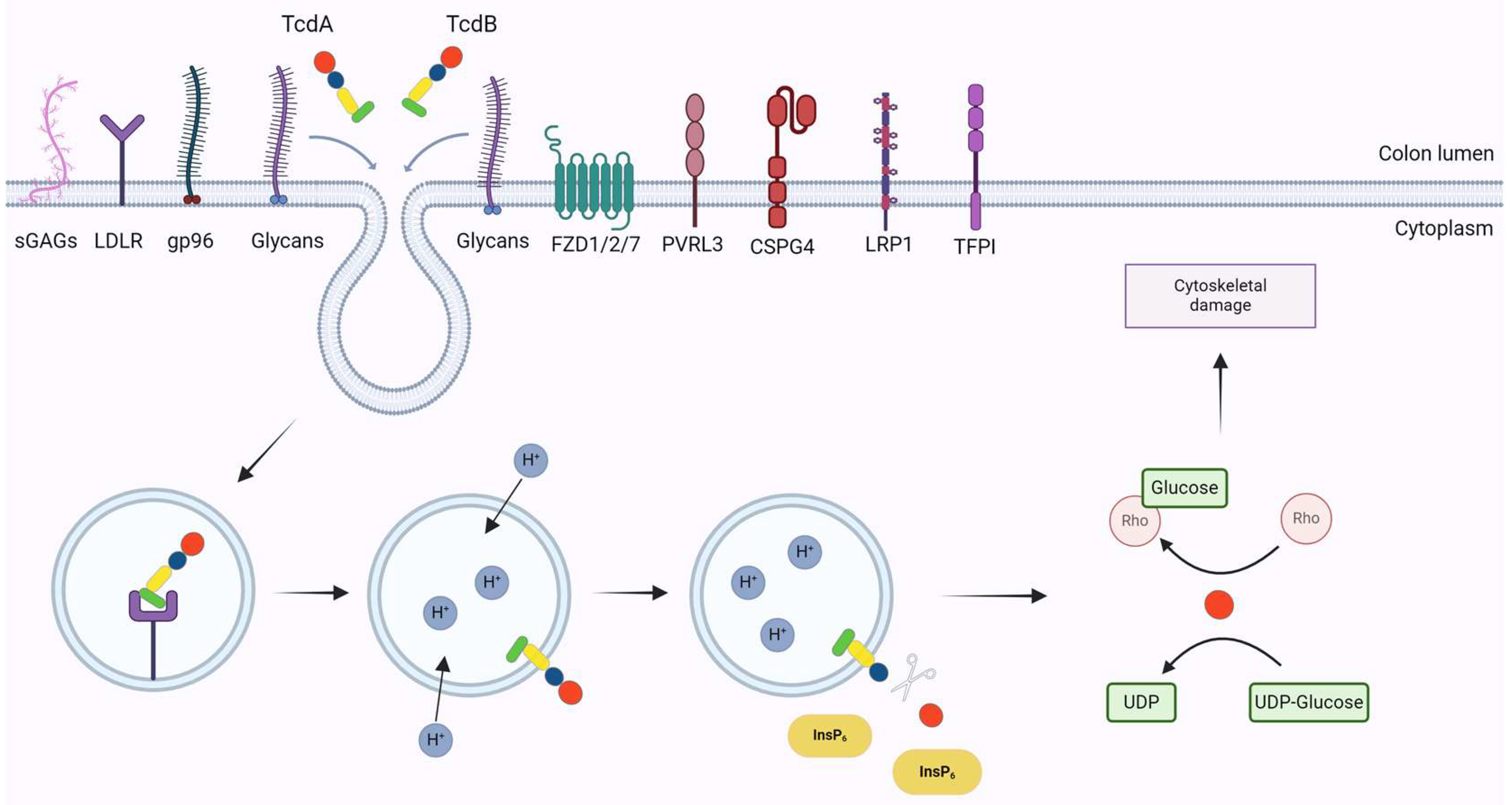Microorganisms 12 01004 g002