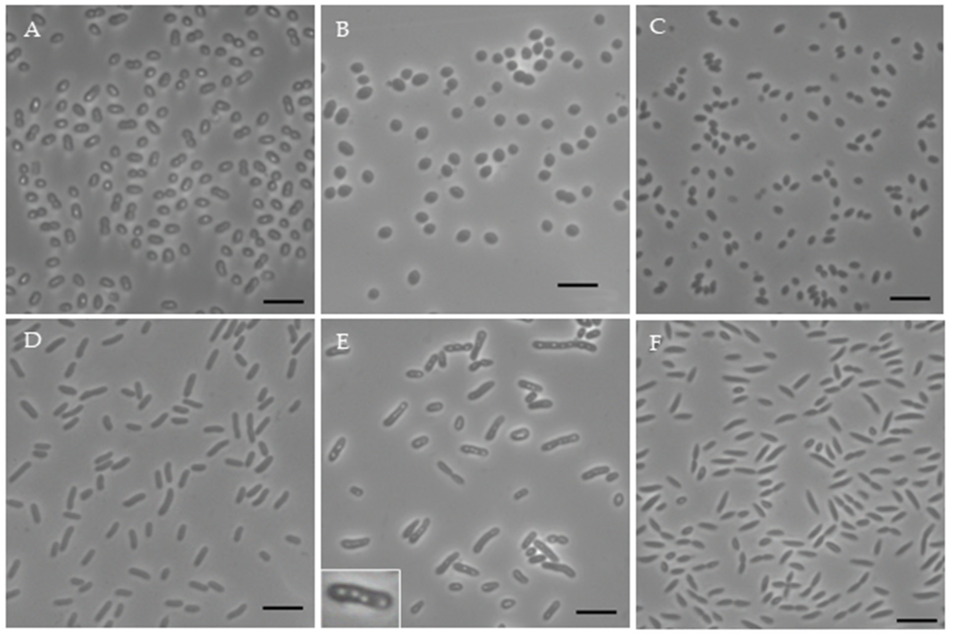Microorganisms 12 01007 g004