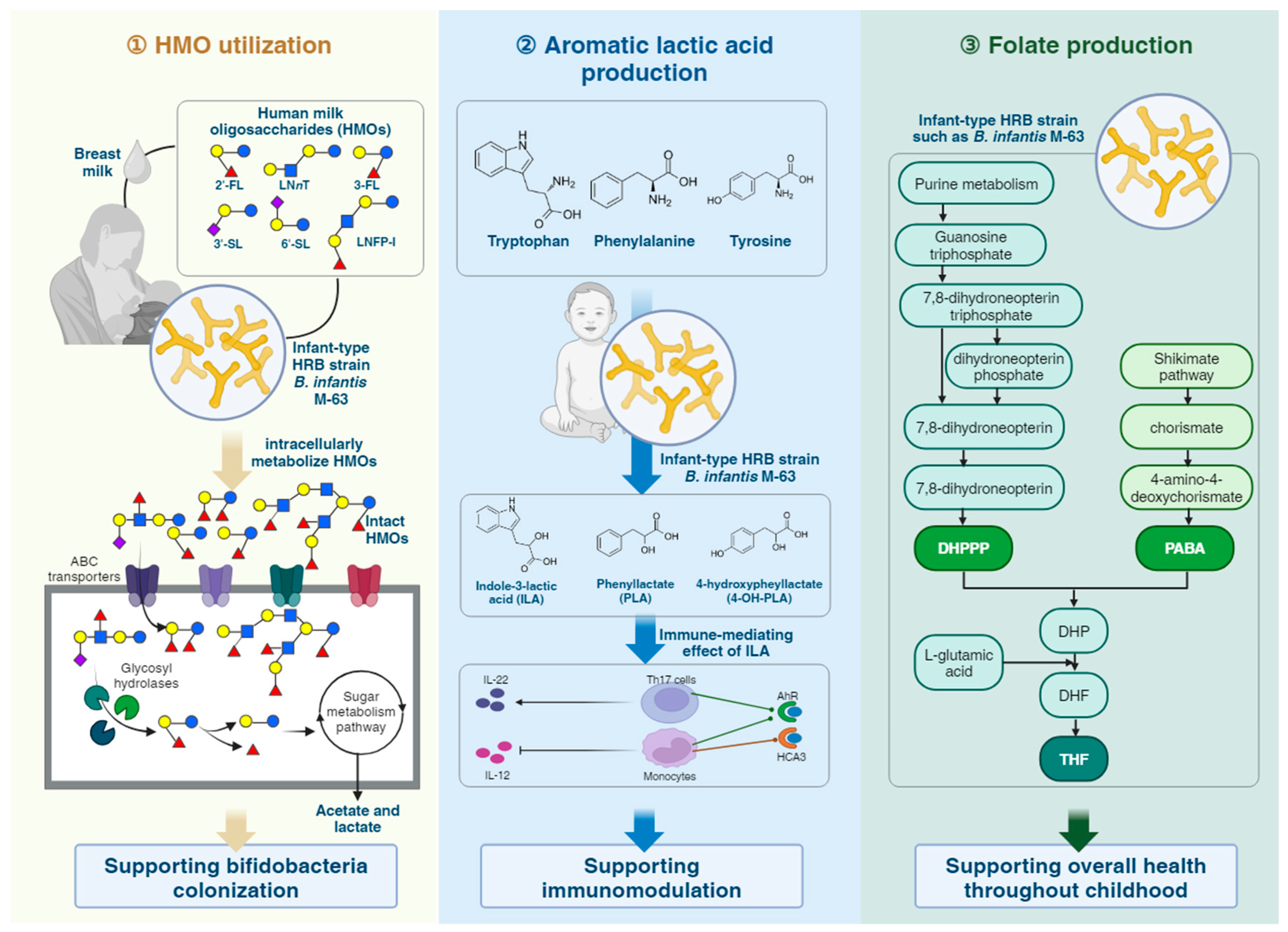 Microorganisms 12 01014 g002