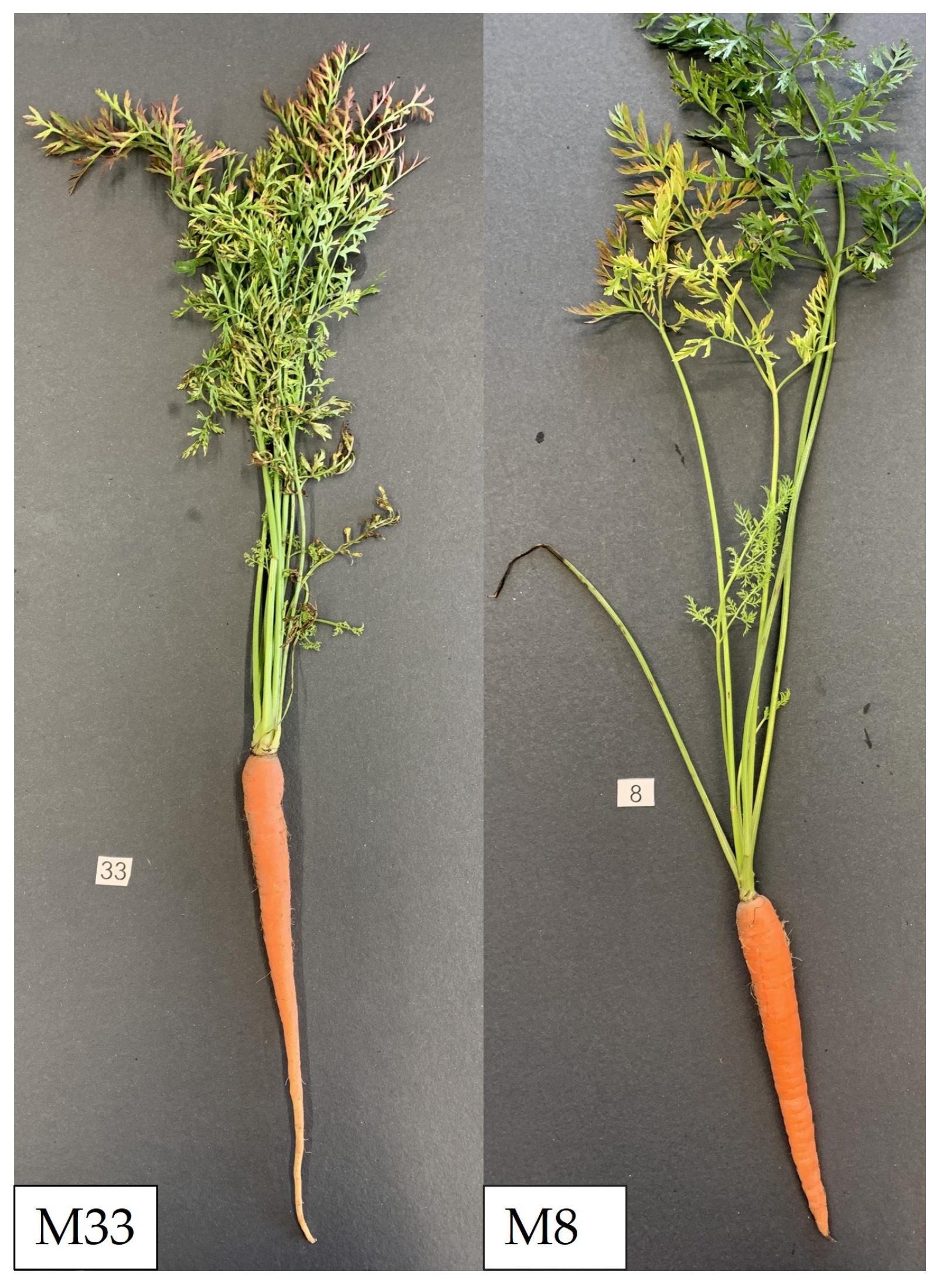 Microorganisms 12 01016 g001