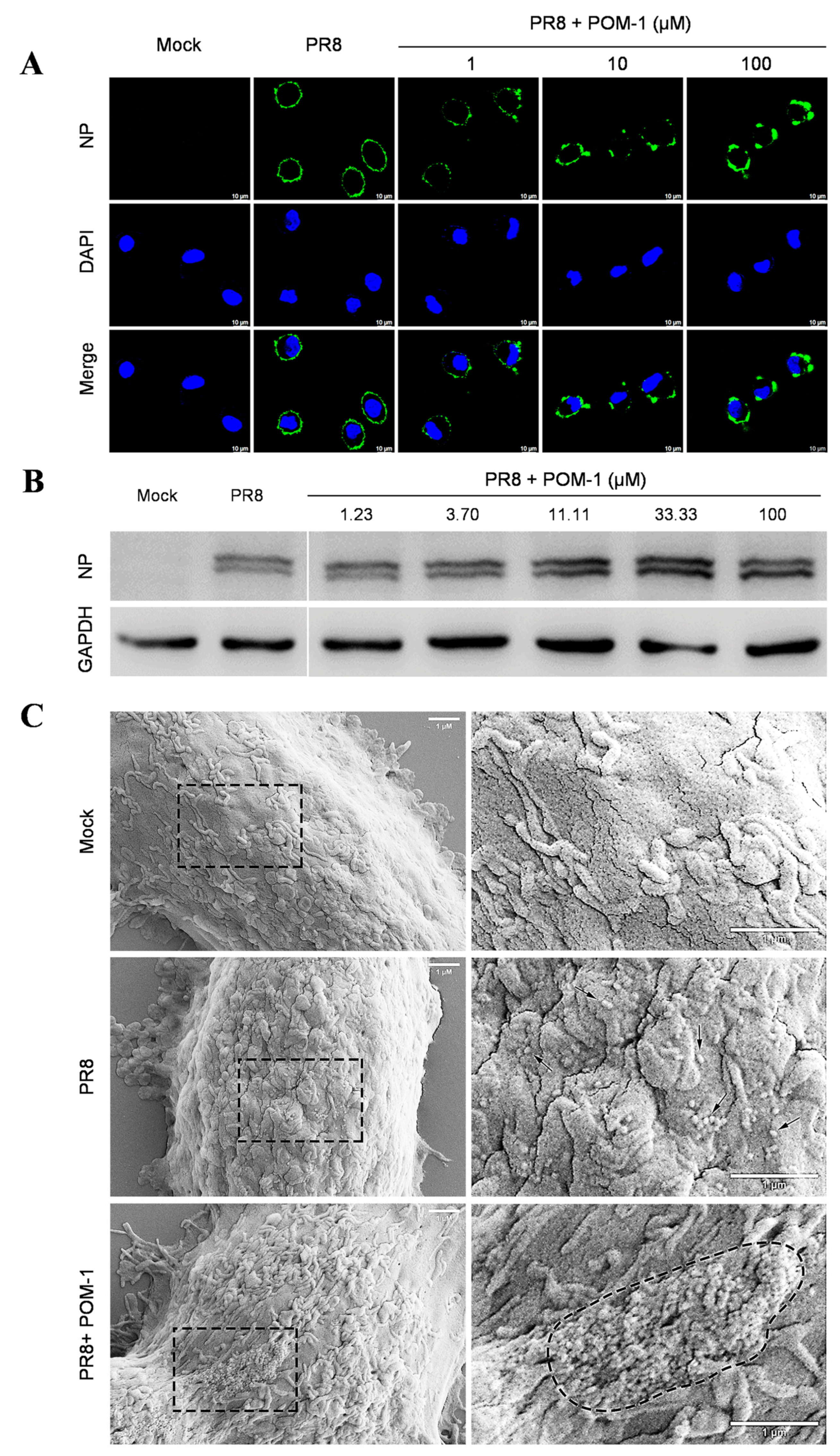 Microorganisms 12 01017 g003a