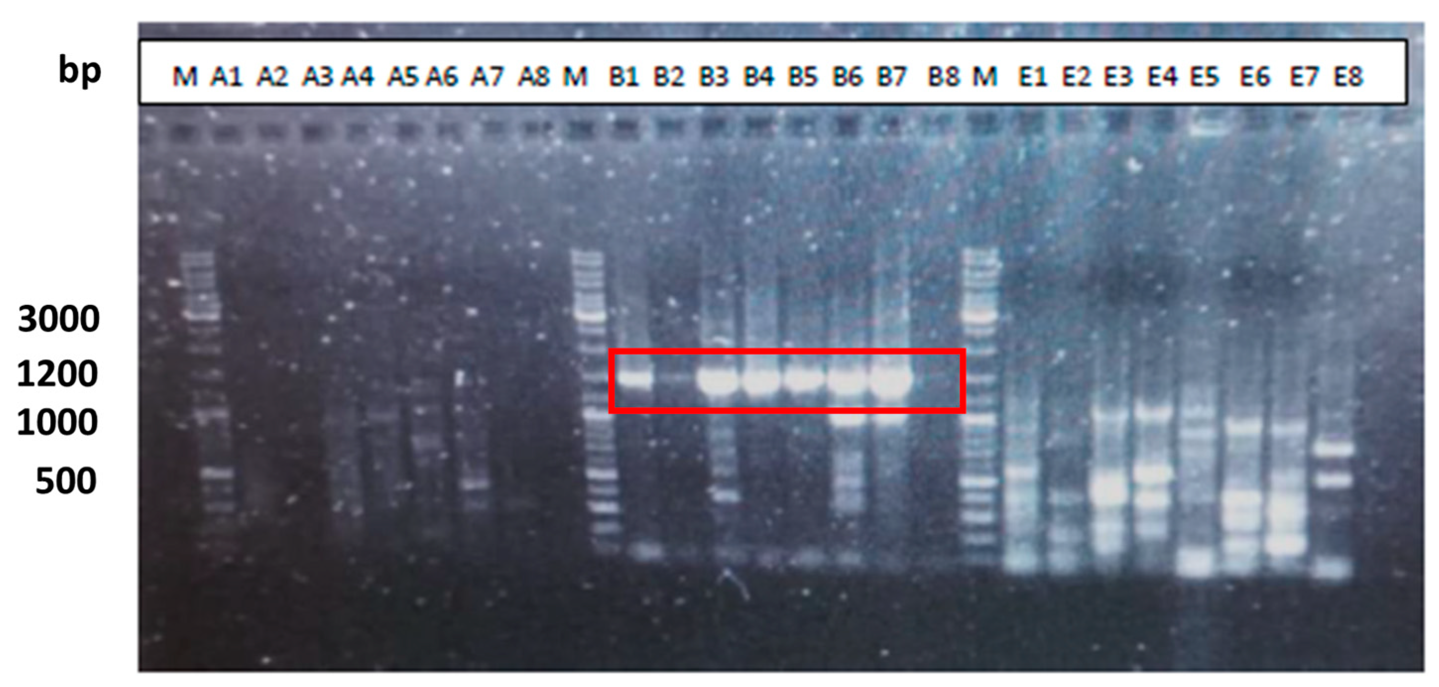 Microorganisms 12 01029 g001