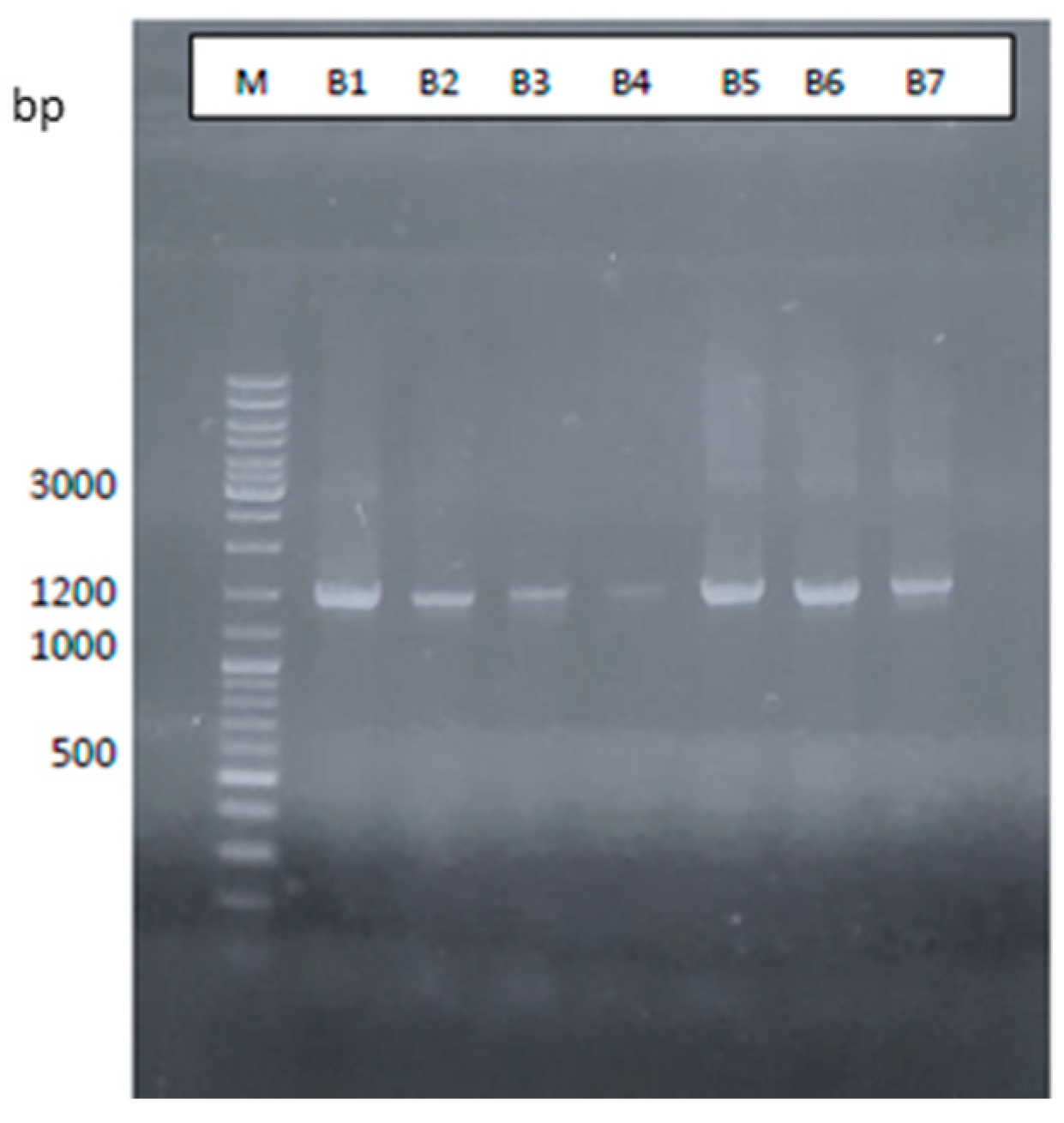 Microorganisms 12 01029 g002