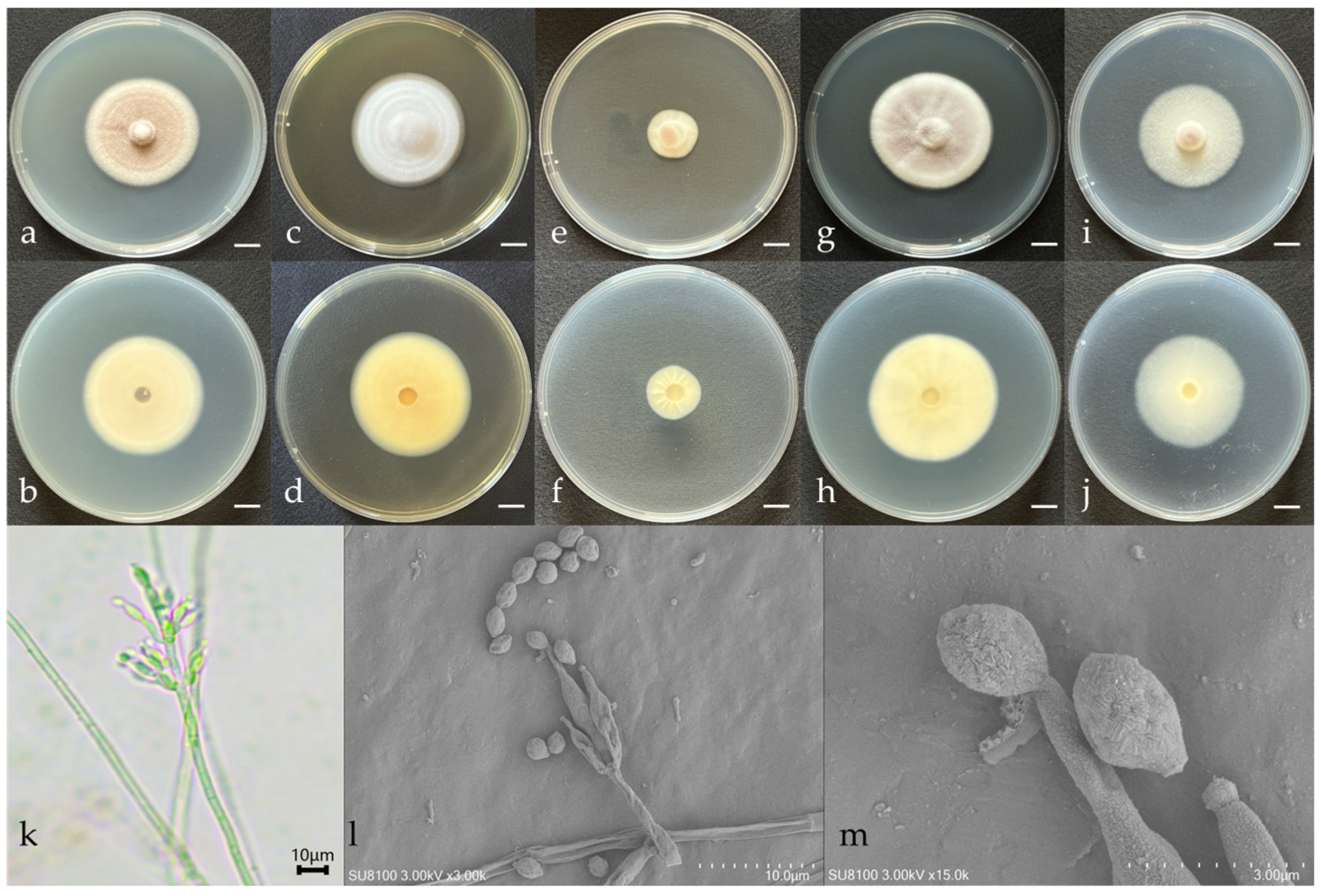 Microorganisms 12 01041 g001