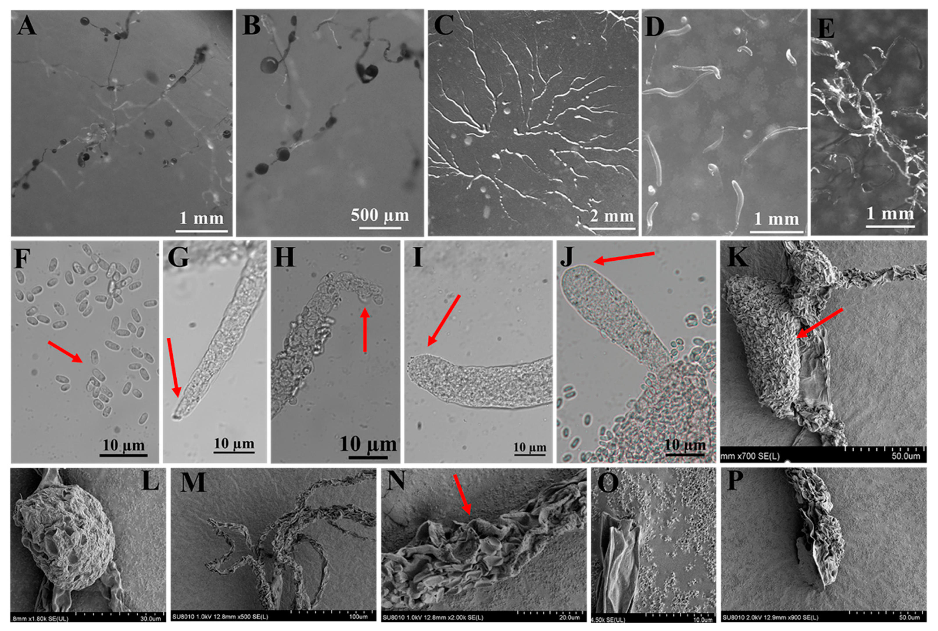 Microorganisms 12 01061 g005
