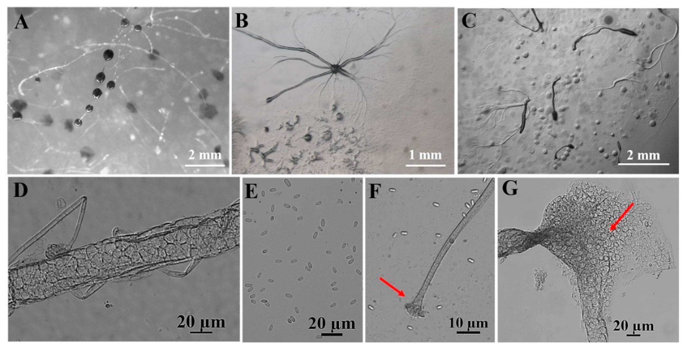 Microorganisms 12 01061 g007