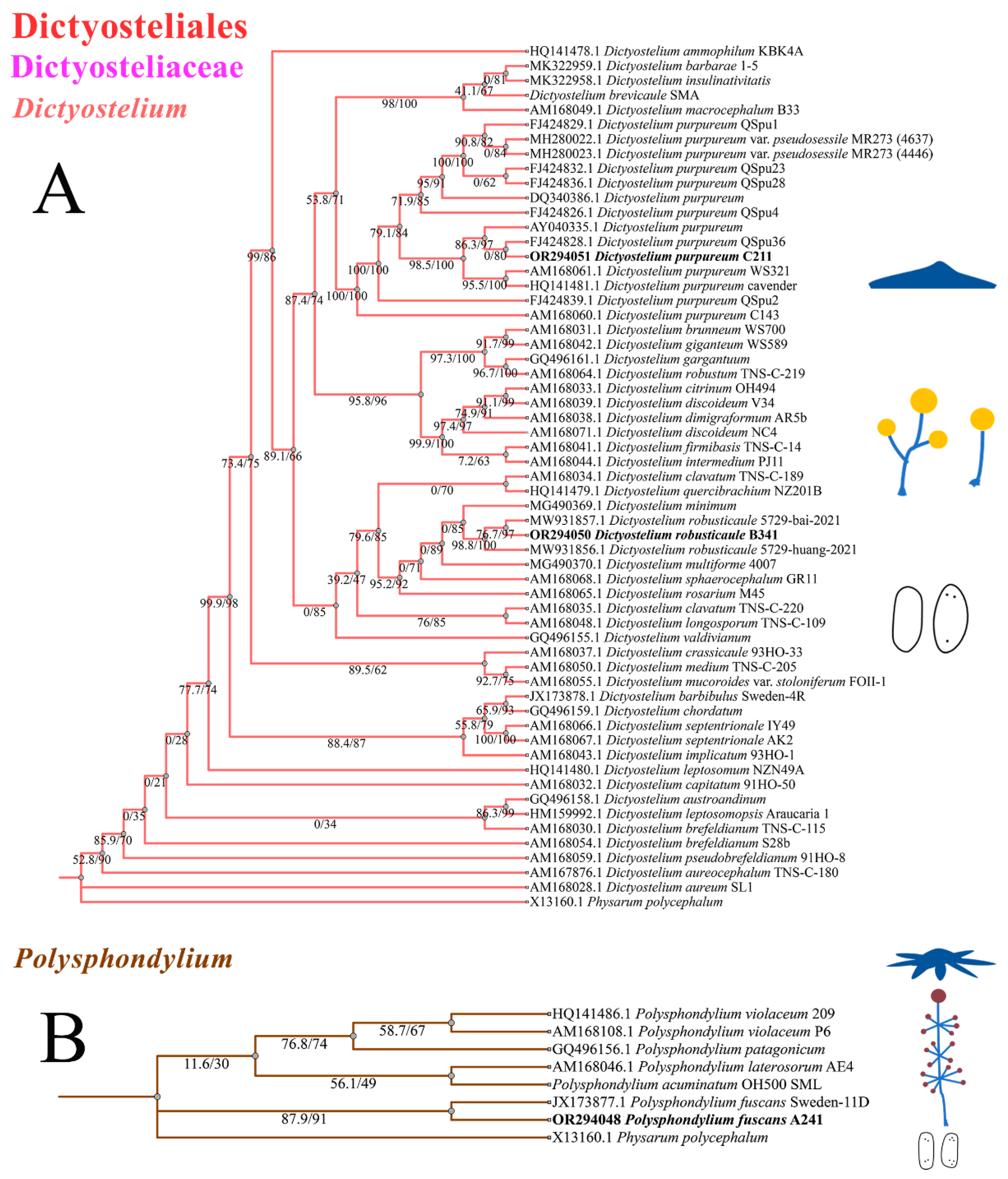 Microorganisms 12 01061 g010