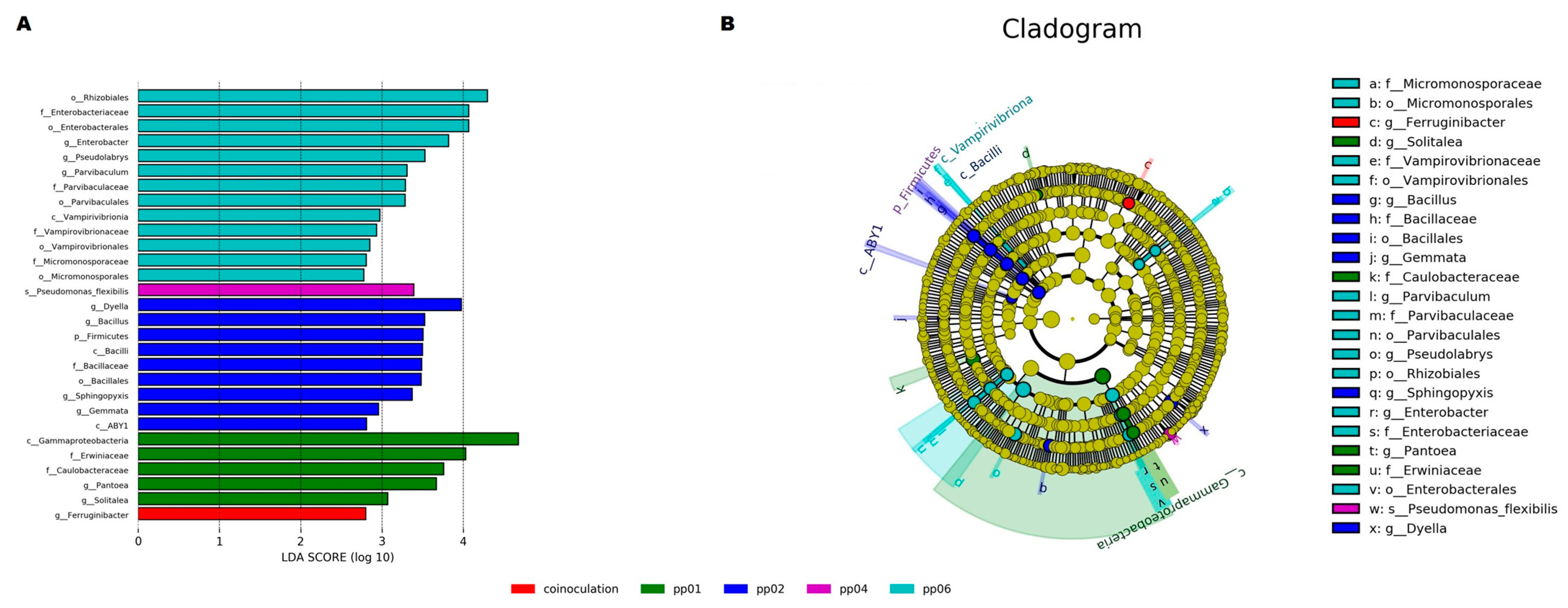 Microorganisms 12 01062 g010