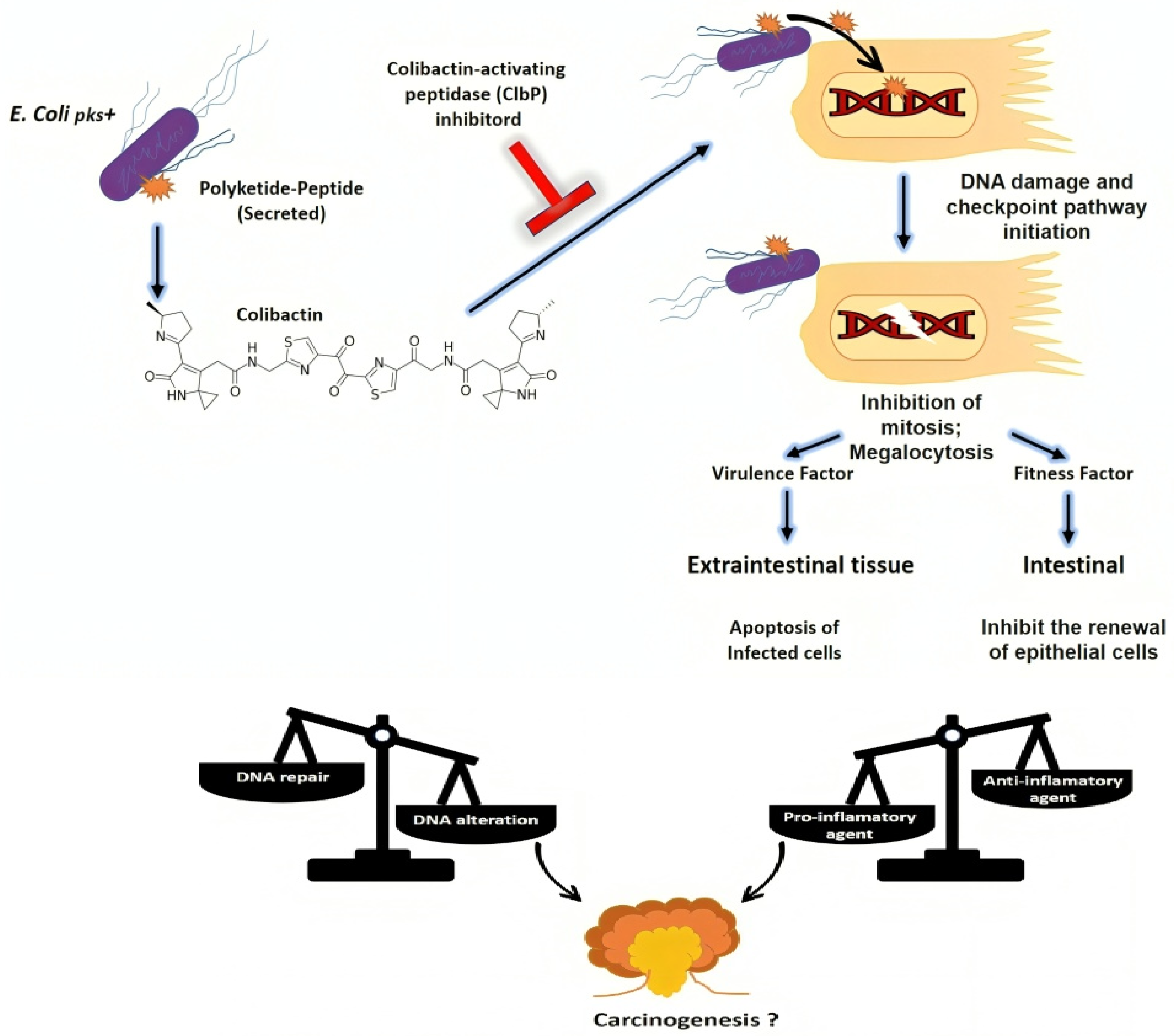 Microorganisms 12 01111 g003