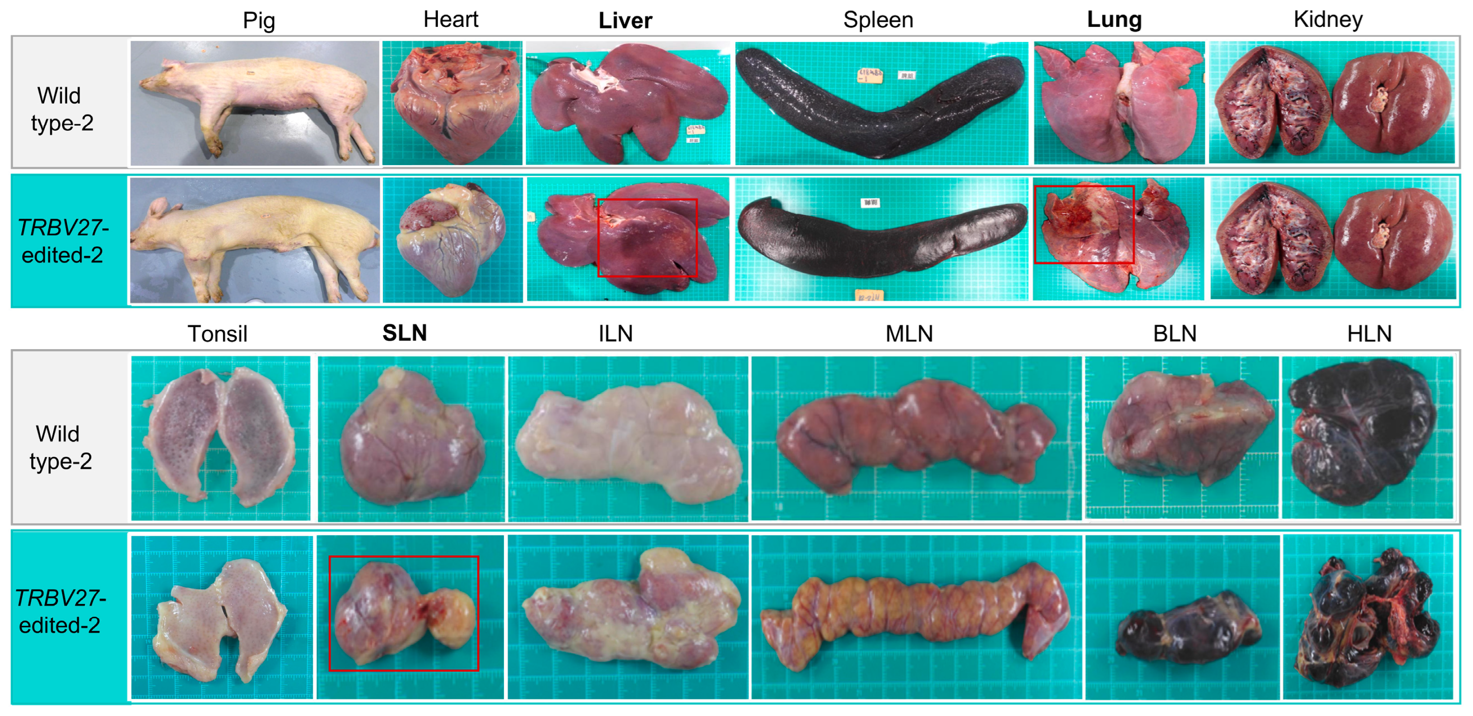 Microorganisms 12 01113 g005
