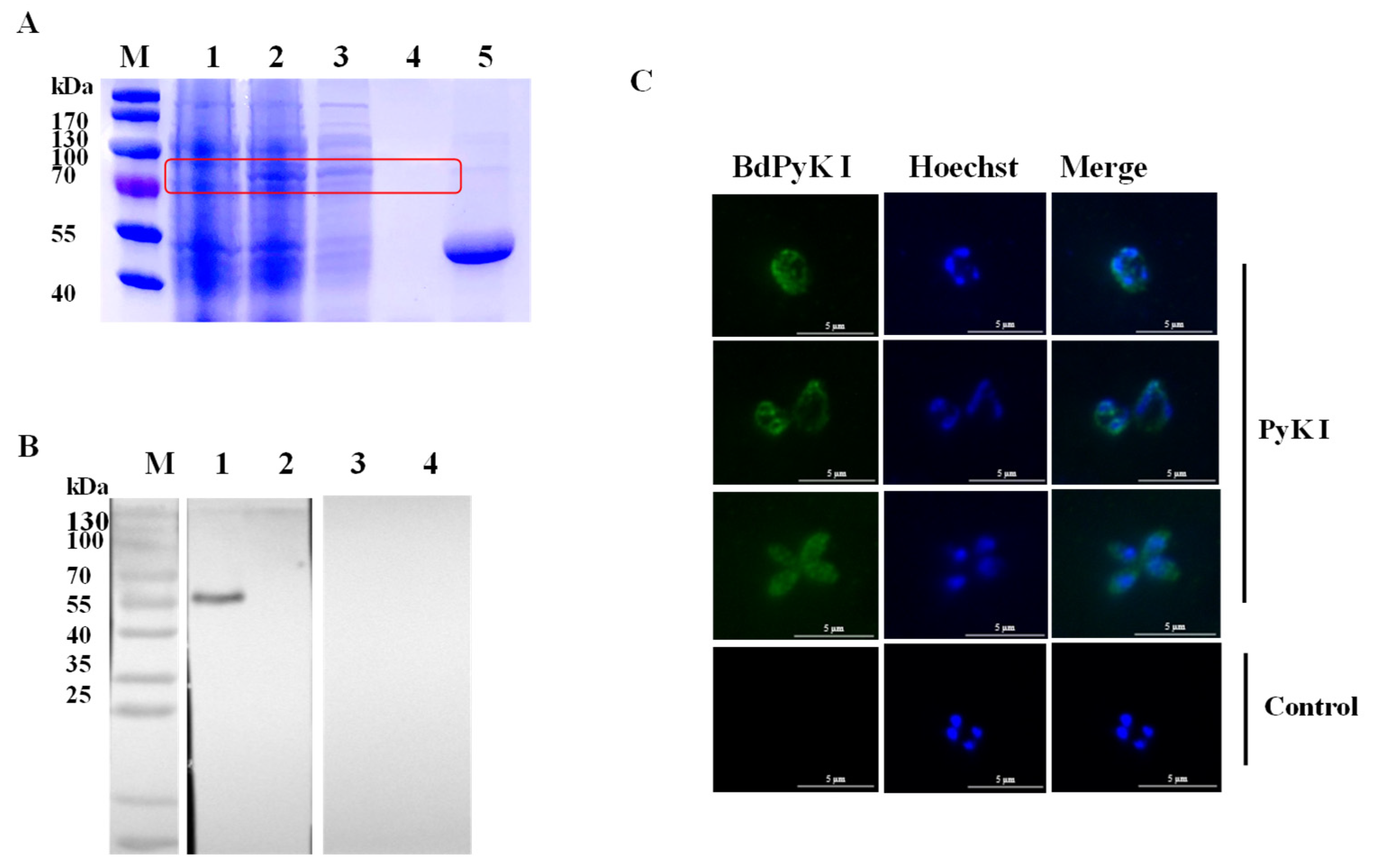 Microorganisms 12 01141 g003