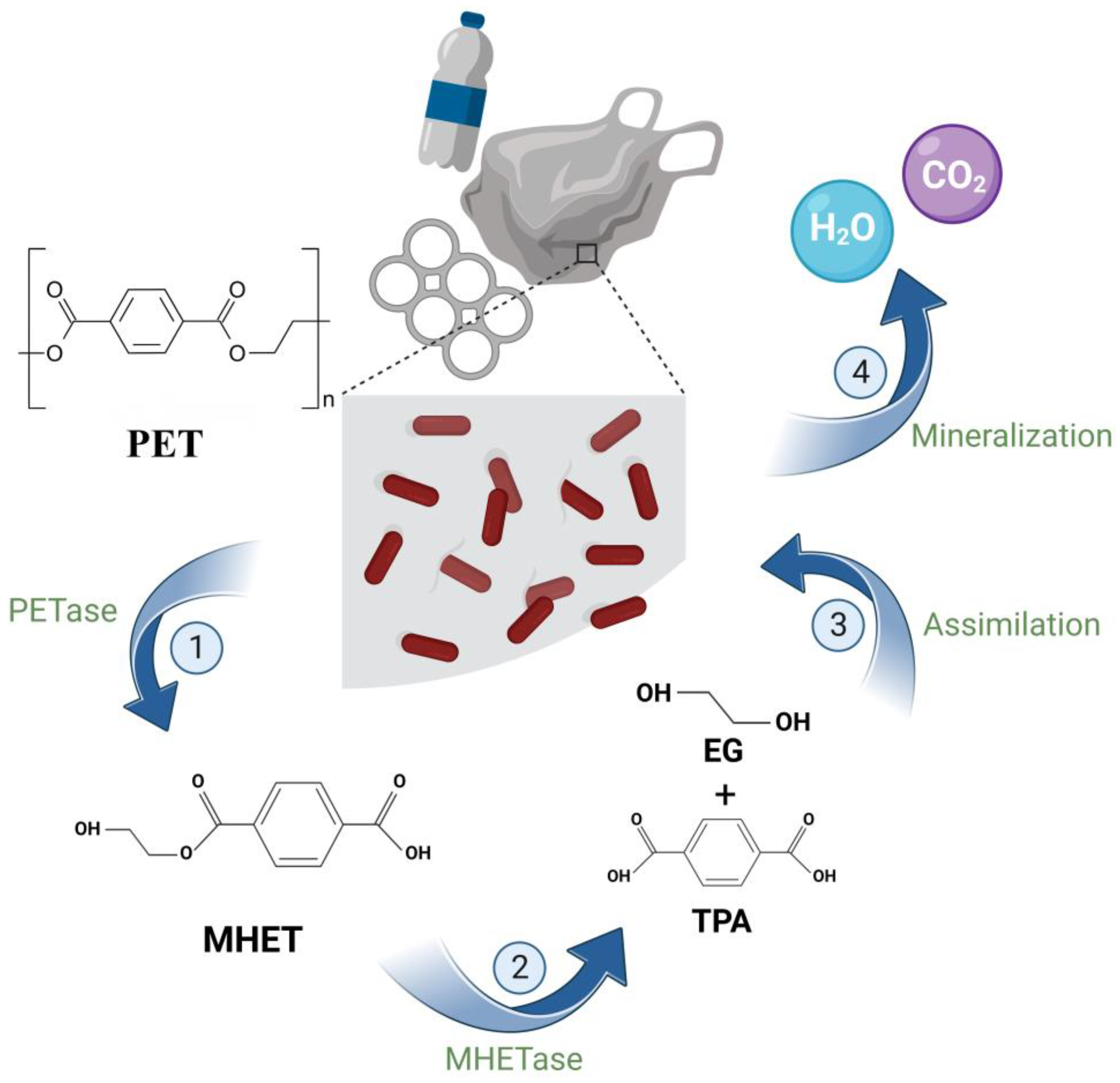 Microorganisms 12 01147 g005
