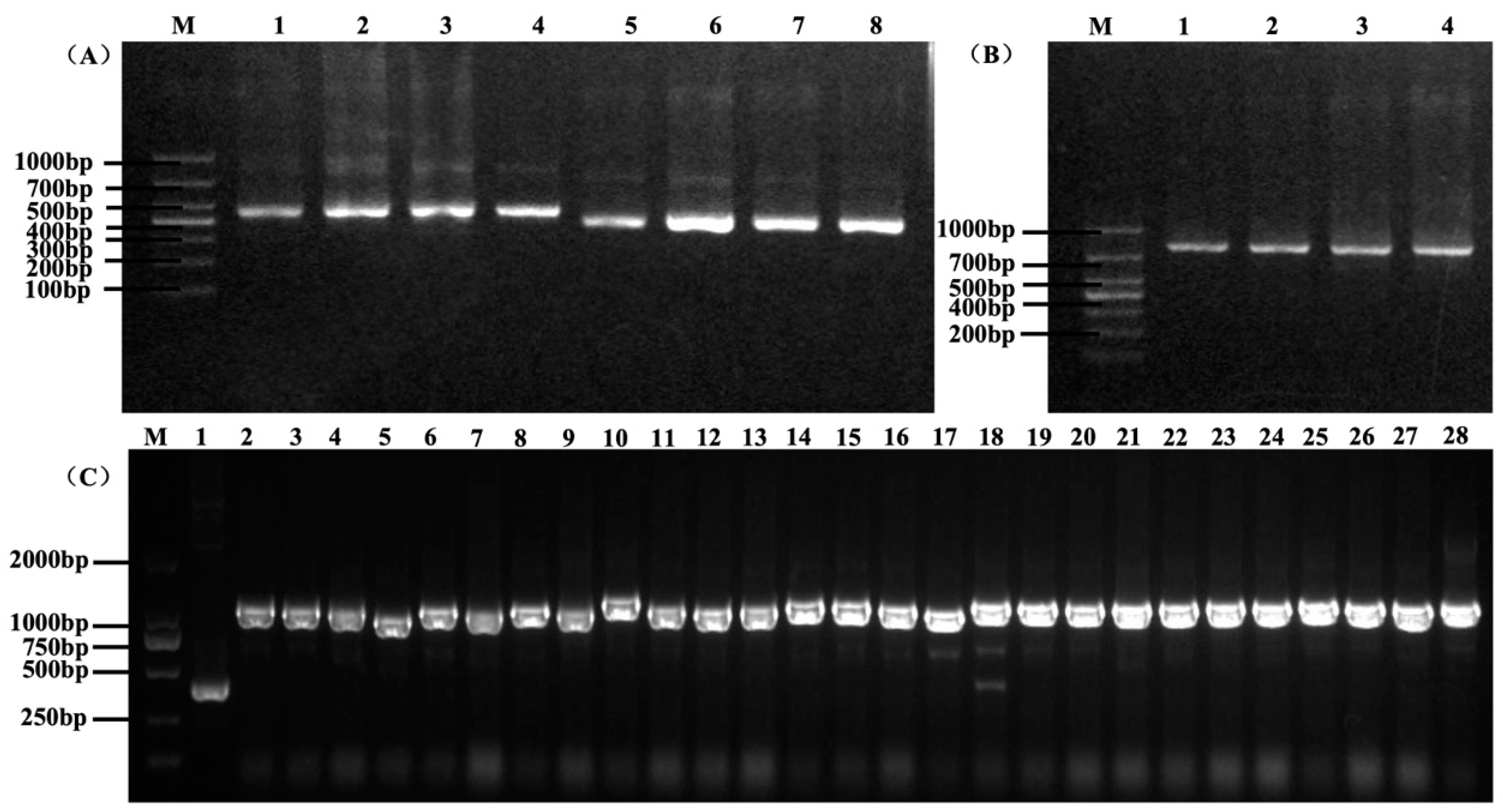 Microorganisms 12 01148 g001
