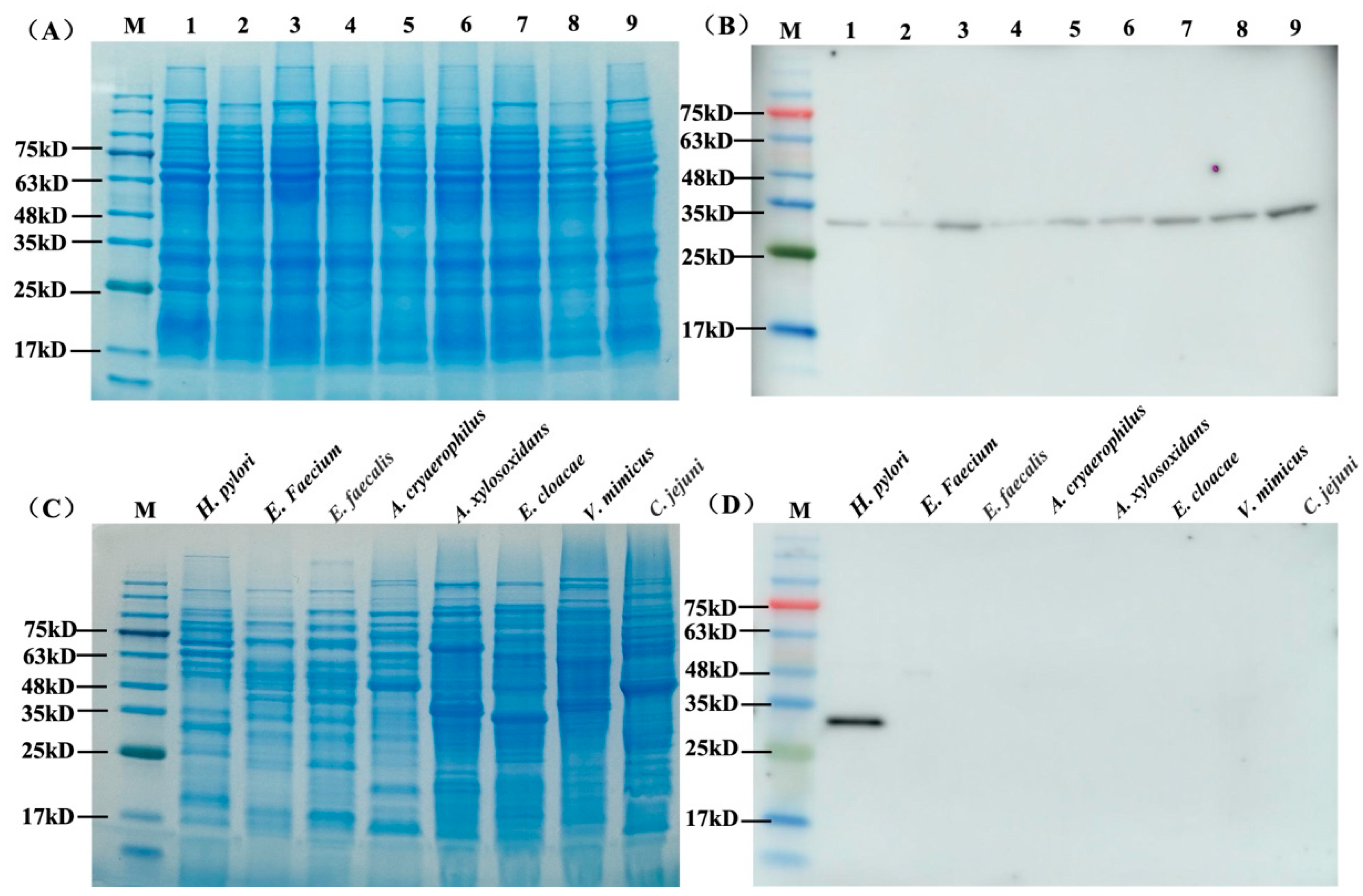 Microorganisms 12 01148 g004