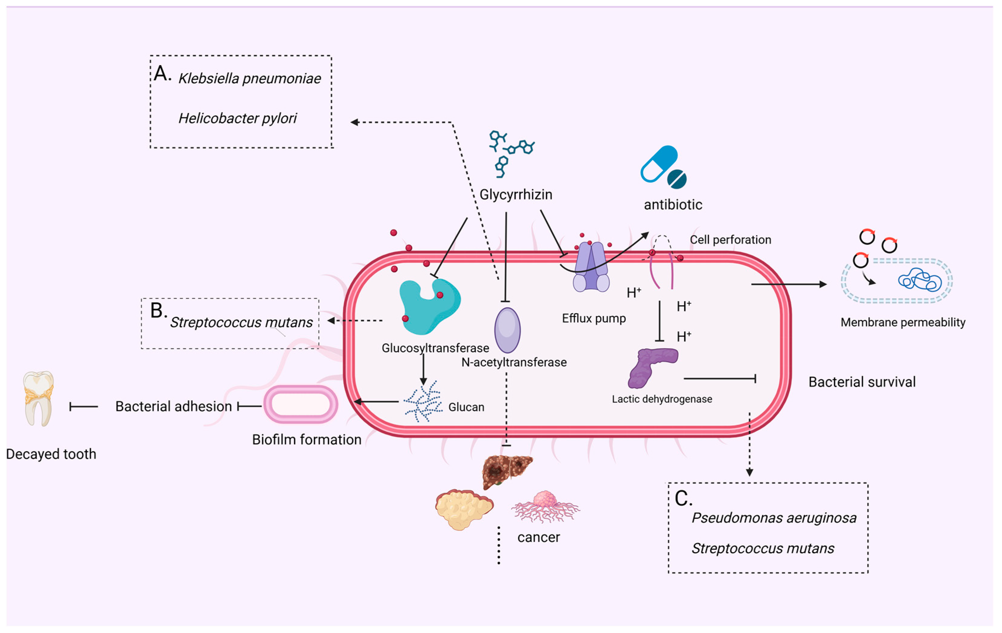 Microorganisms 12 01155 g001