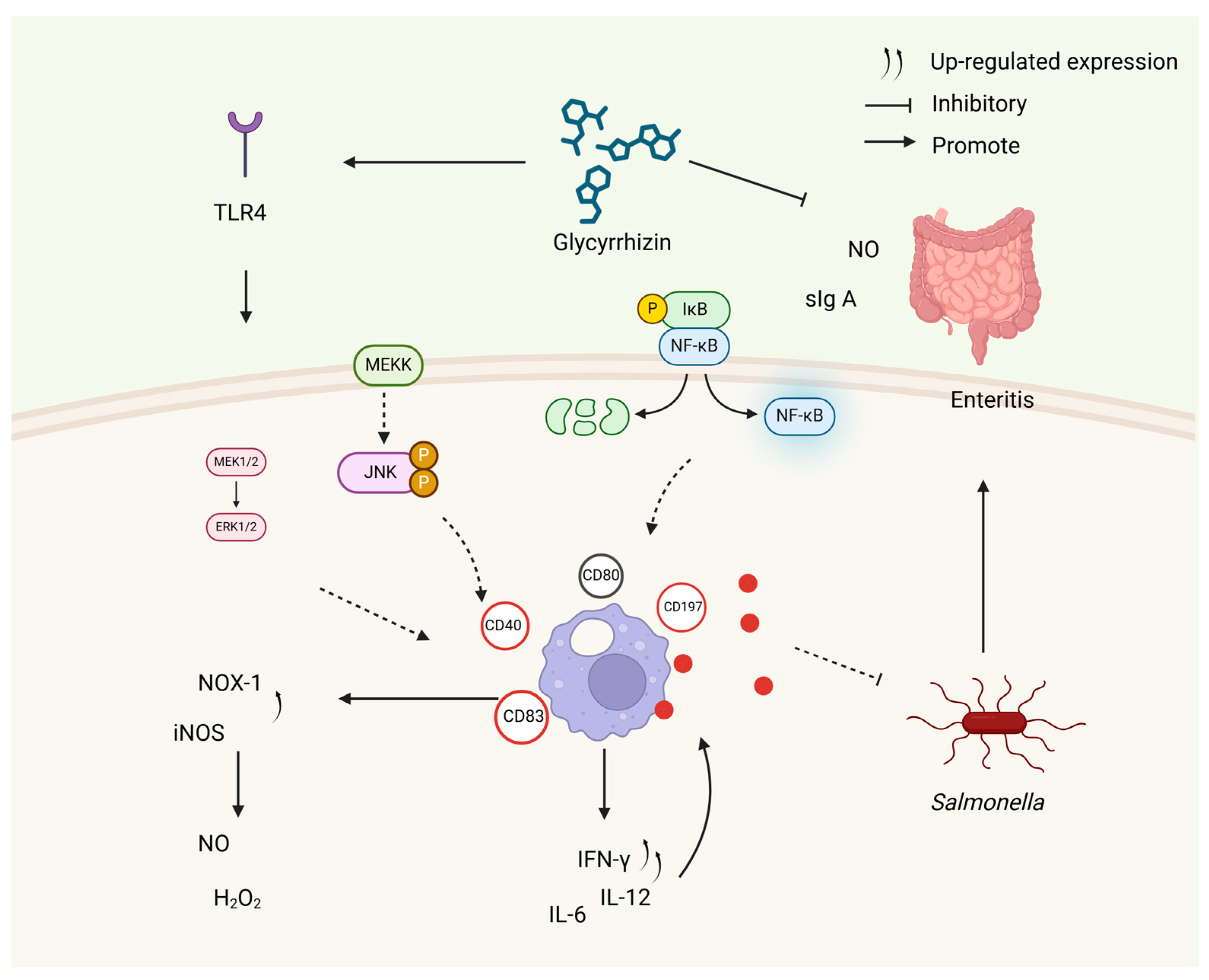 Microorganisms 12 01155 g003