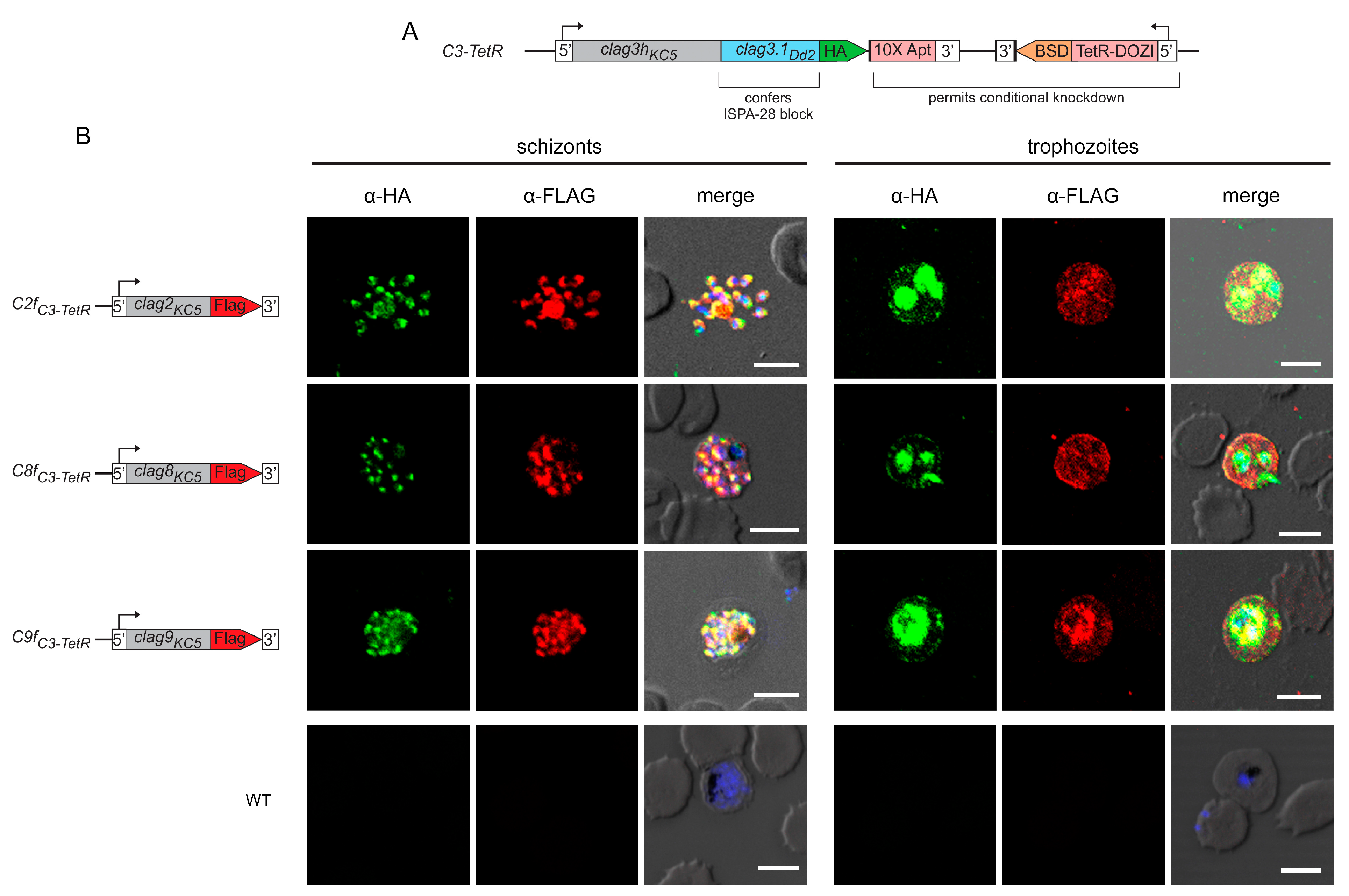 Microorganisms 12 01172 g001