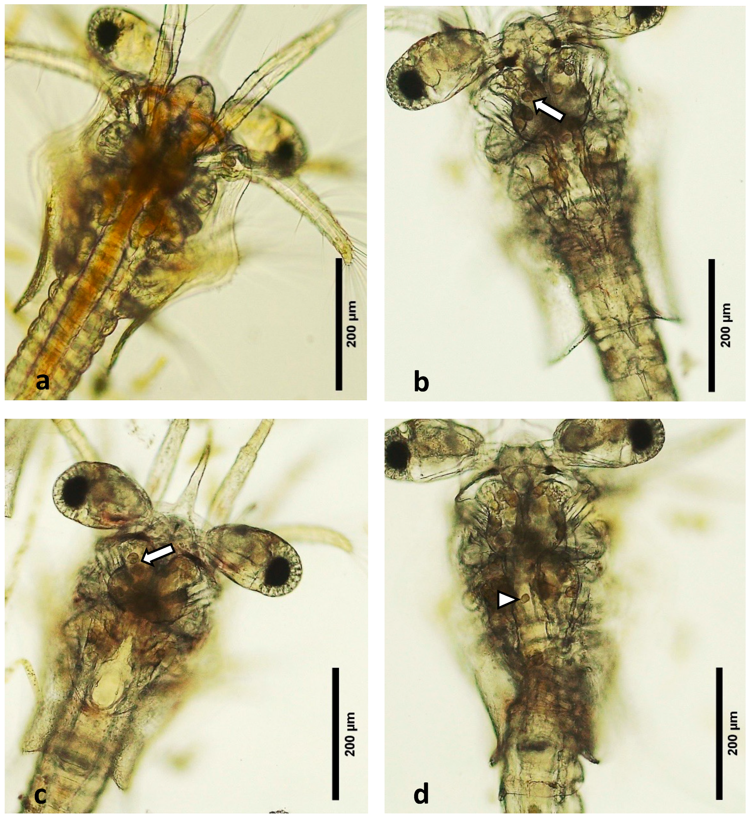 Microorganisms 12 01186 g001