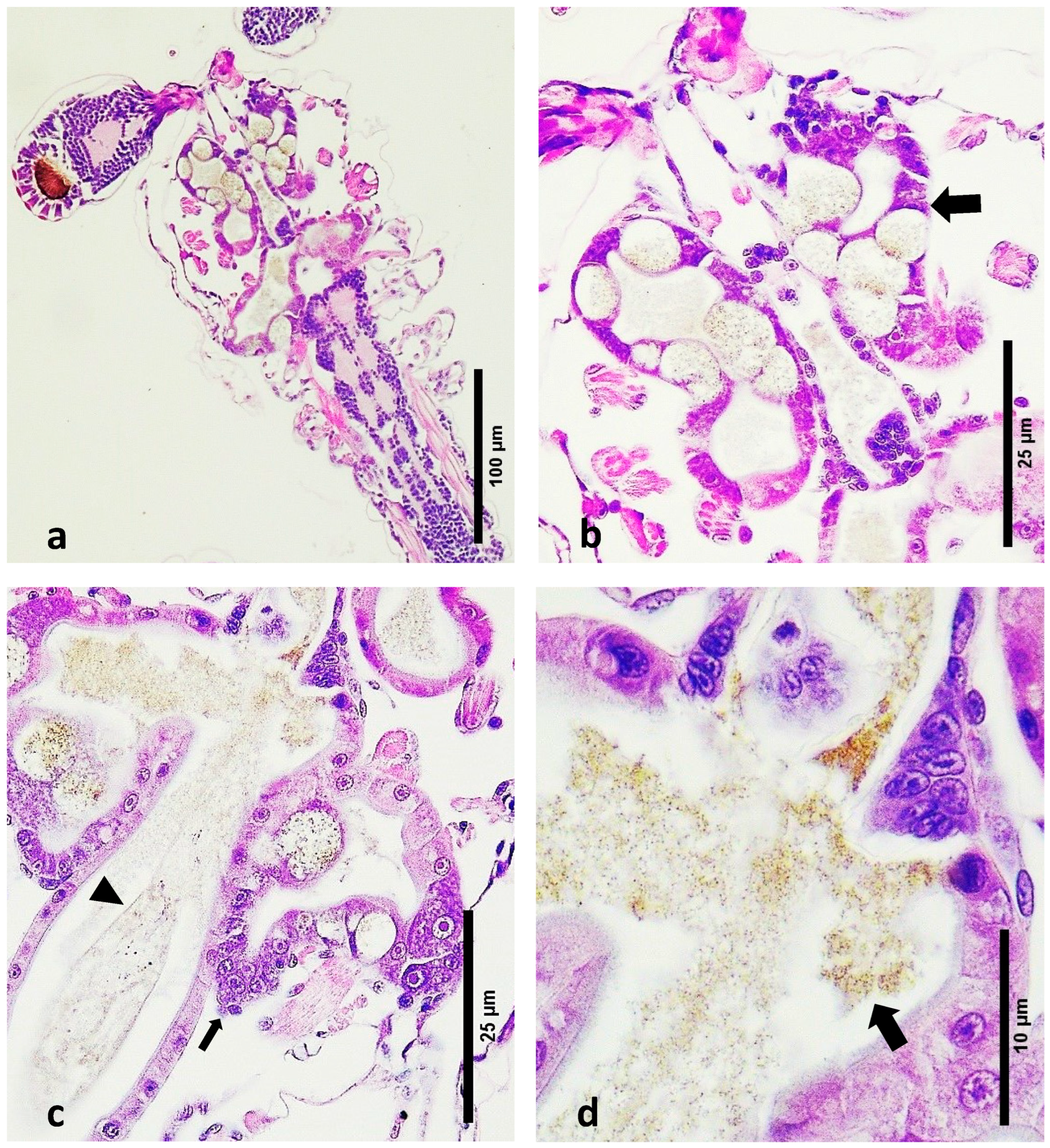 Microorganisms 12 01186 g002