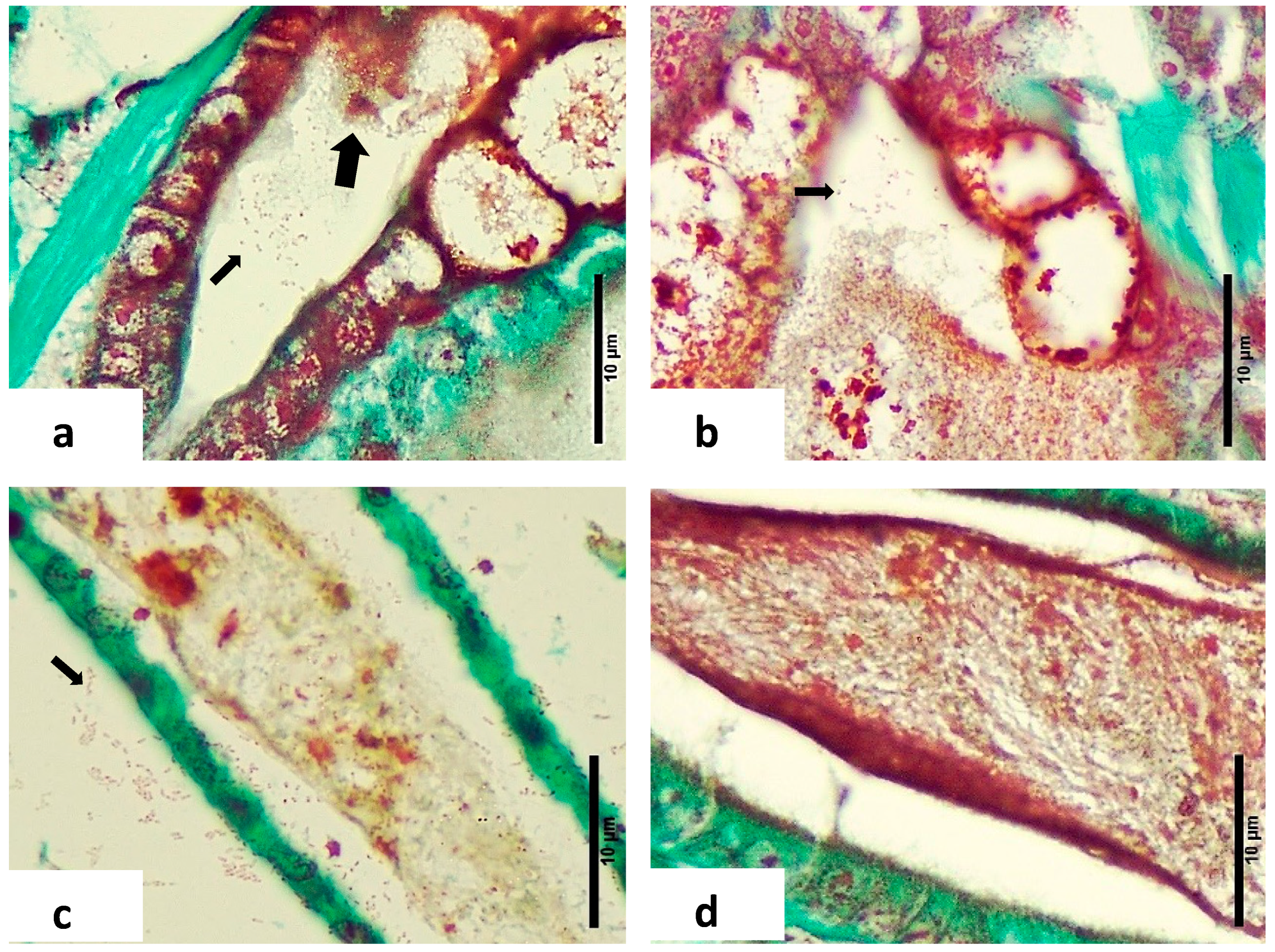 Microorganisms 12 01186 g004