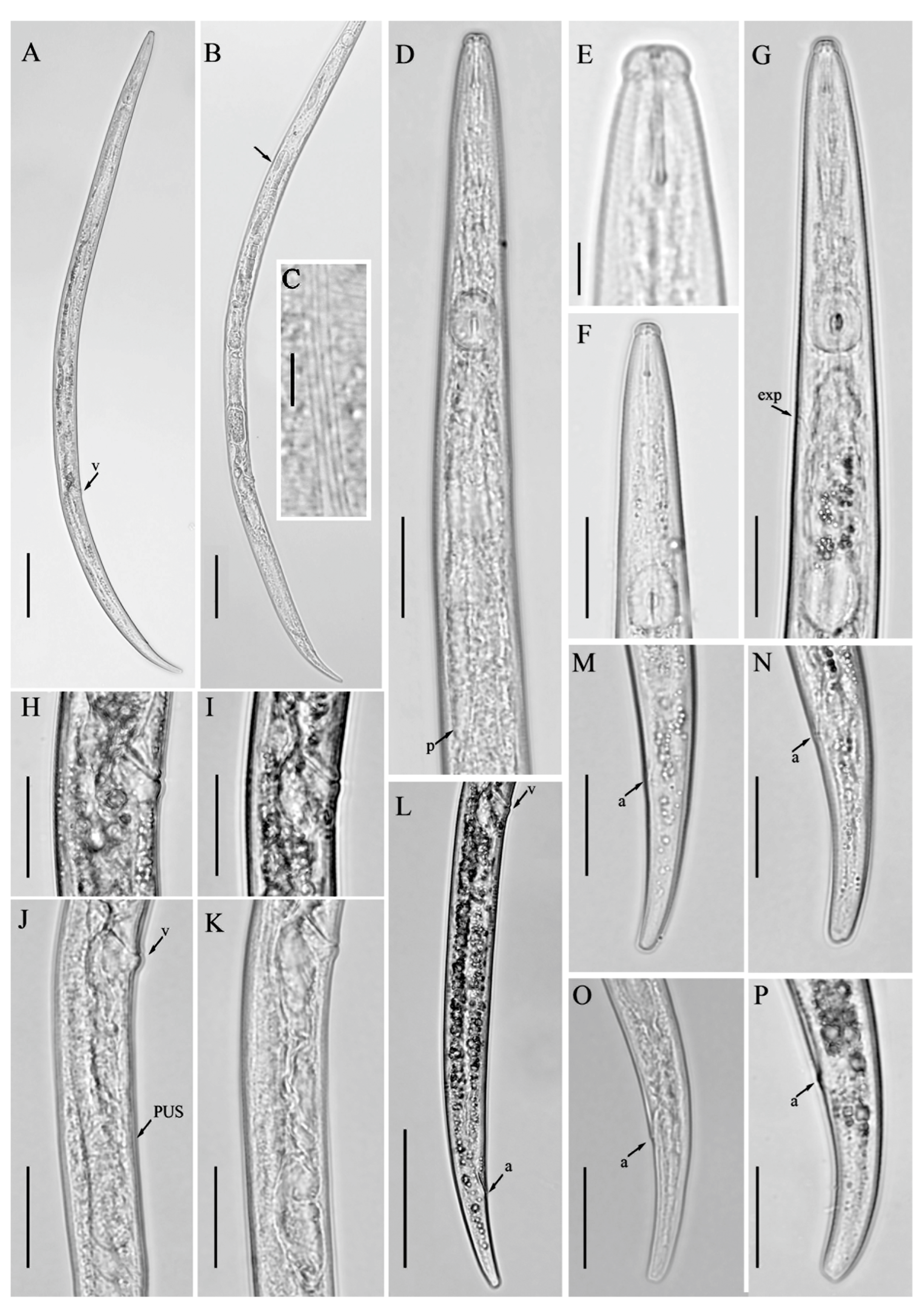 Microorganisms 12 01187 g004 Microorganisms 12 01187 g004