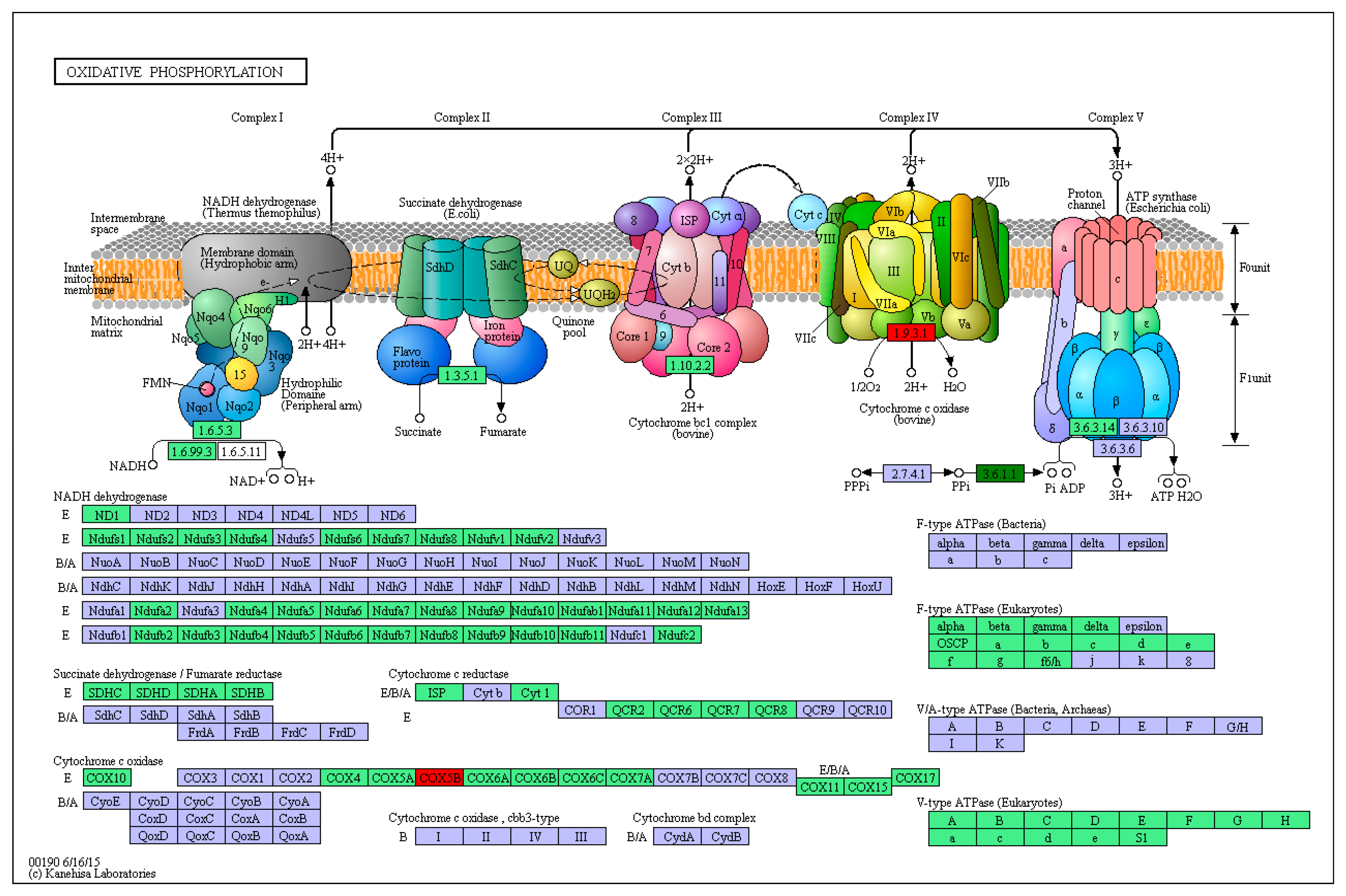 Microorganisms 12 01208 g007
