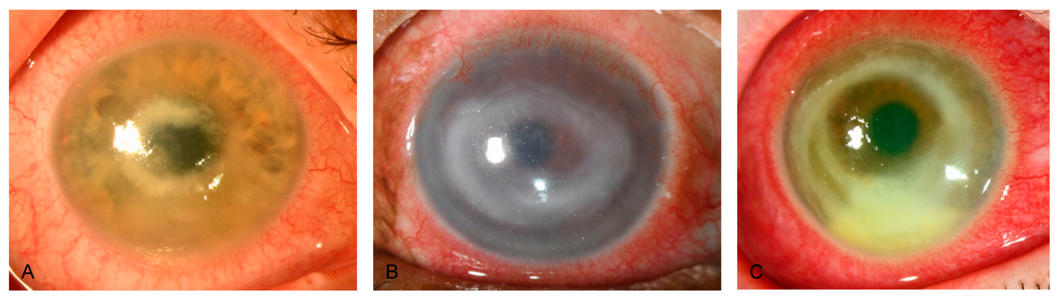 Microorganisms 12 01214 g003