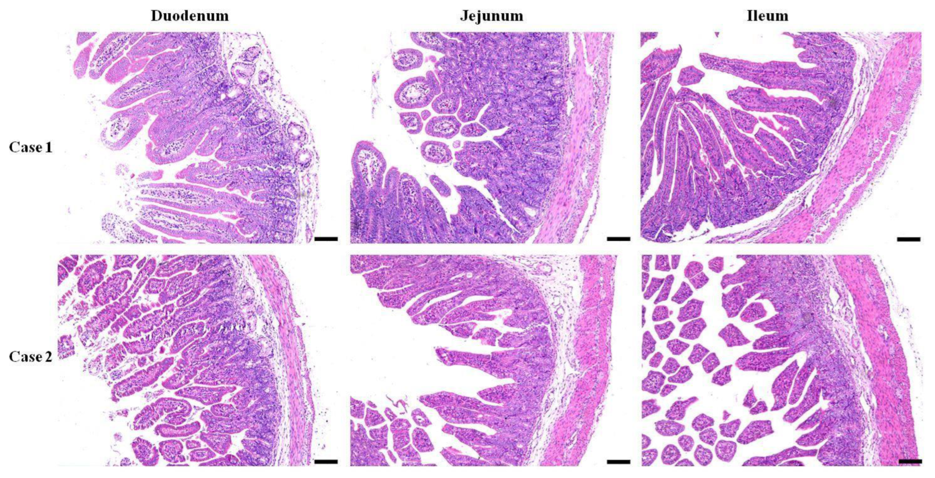 Microorganisms 12 01233 g001
