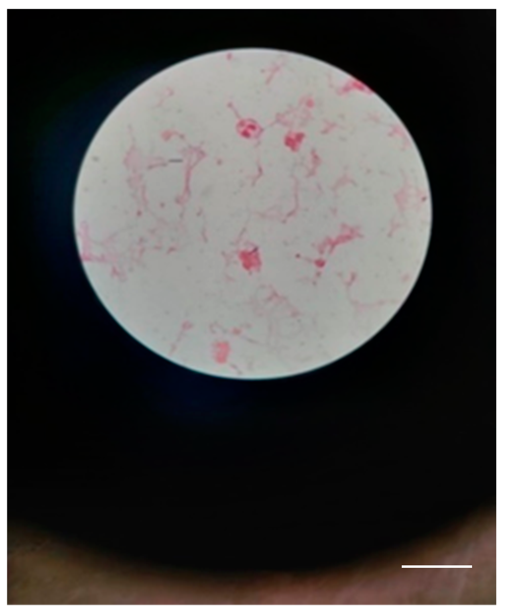 Microorganisms 12 01240 g007 Microorganisms 12 01240 g007