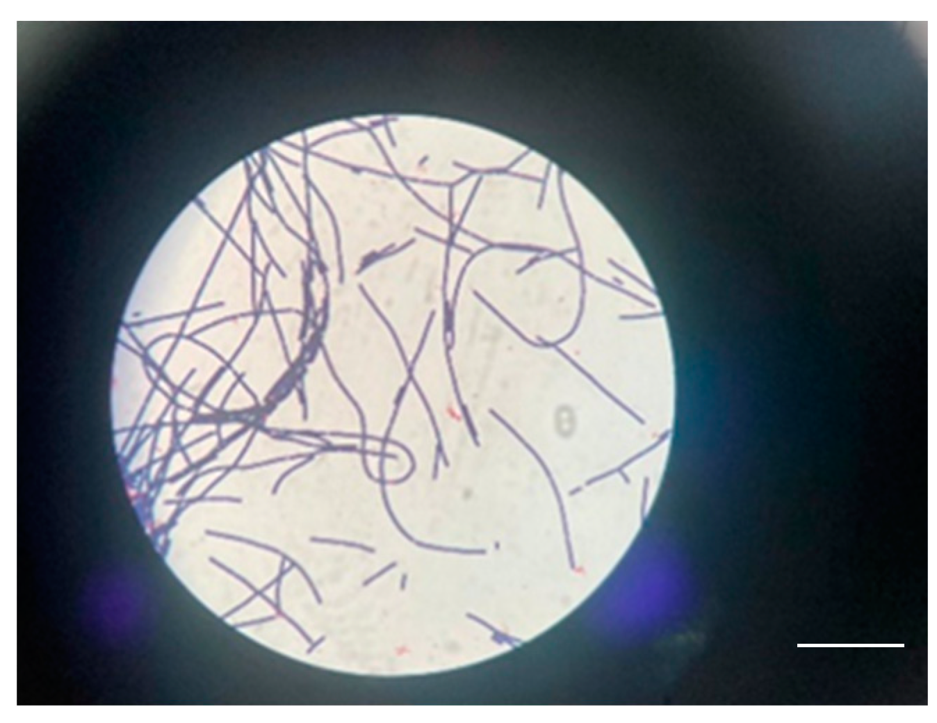 Microorganisms 12 01240 g011 Microorganisms 12 01240 g011