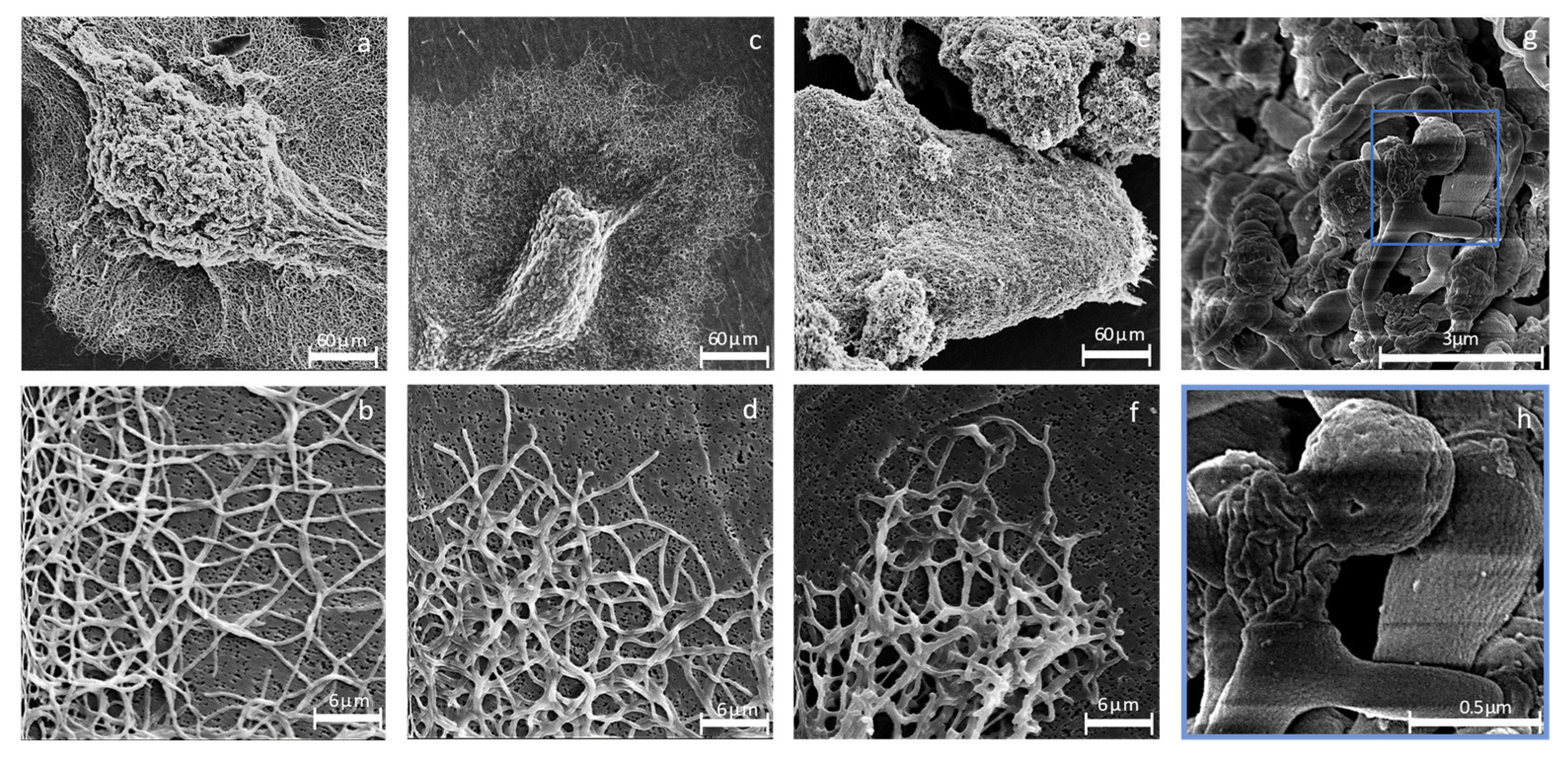 Microorganisms 12 01241 g002 Microorganisms 12 01241 g002