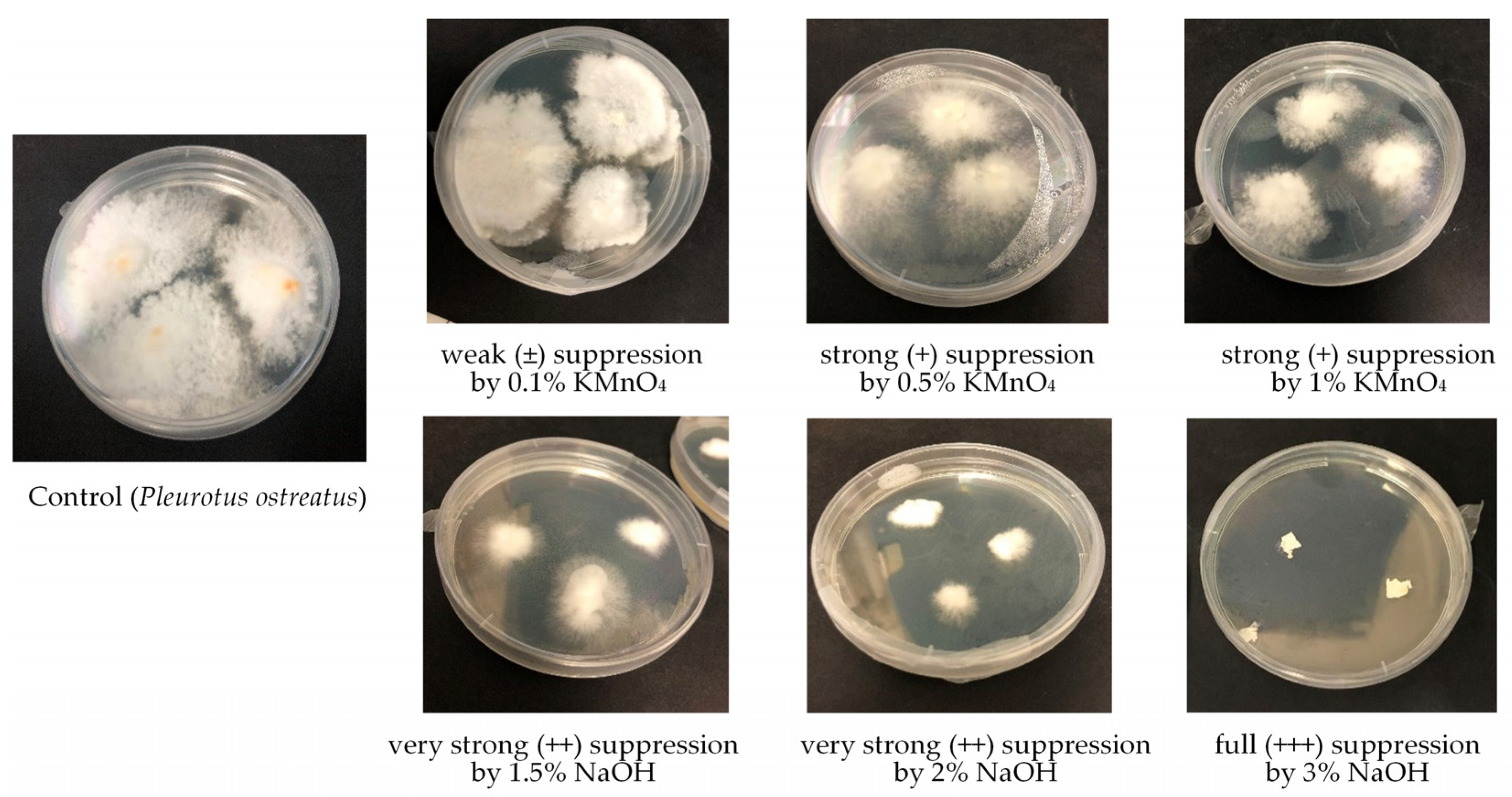 Microorganisms 12 01242 g002