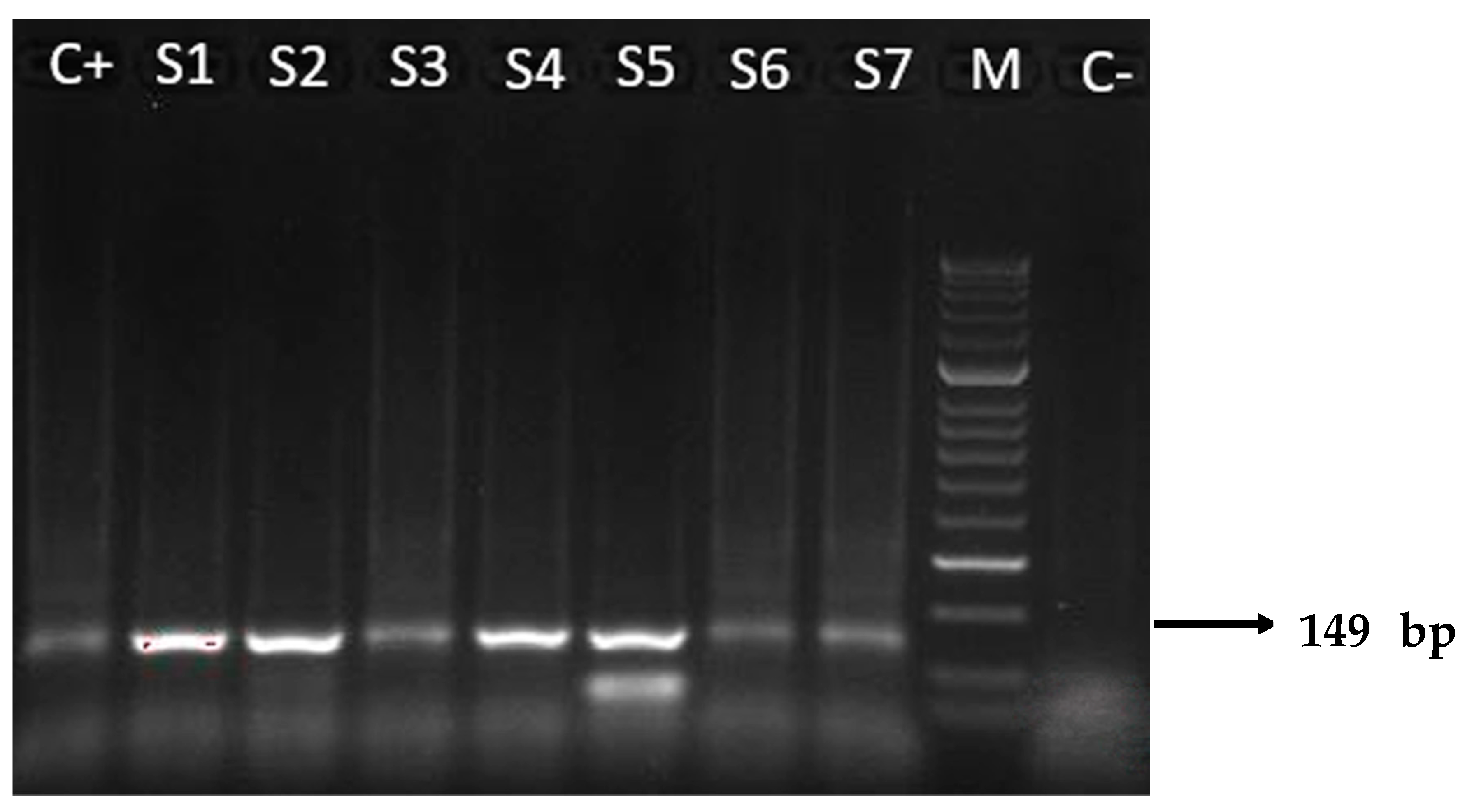 Microorganisms 12 01243 g001