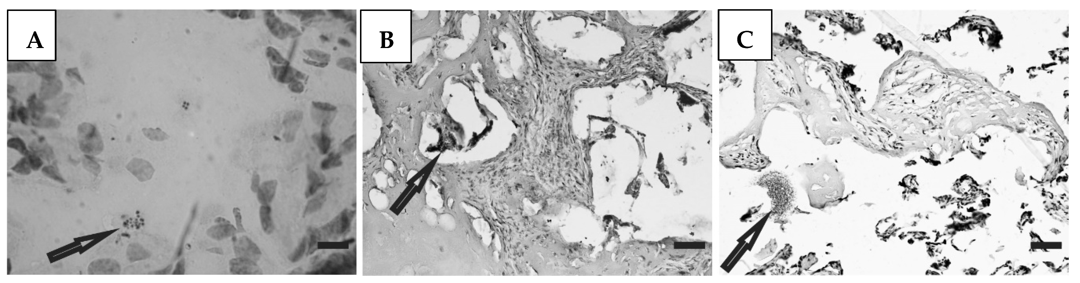 Microorganisms 12 01243 g002