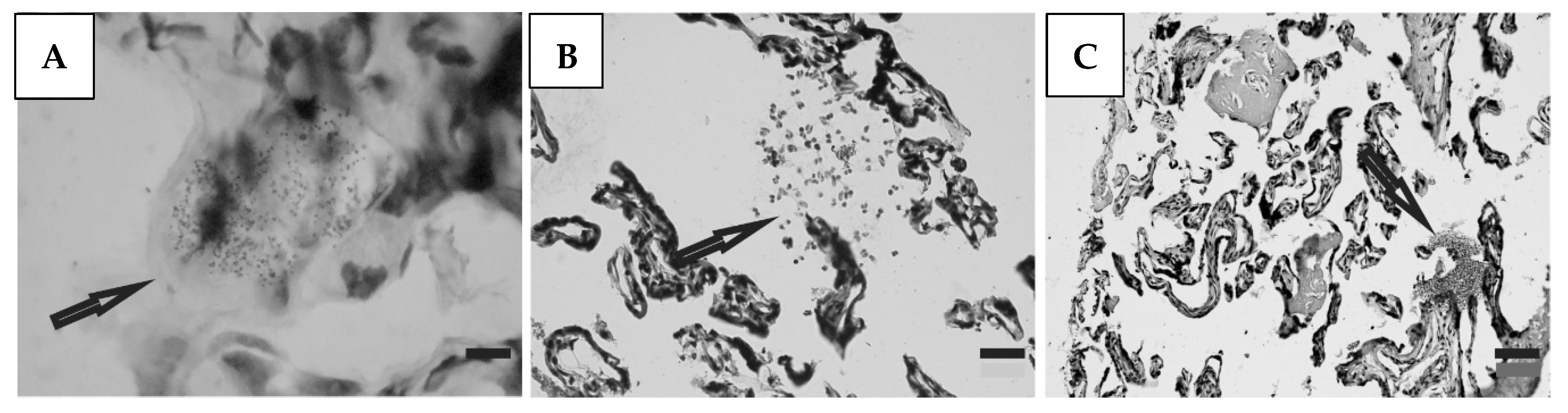 Microorganisms 12 01243 g003