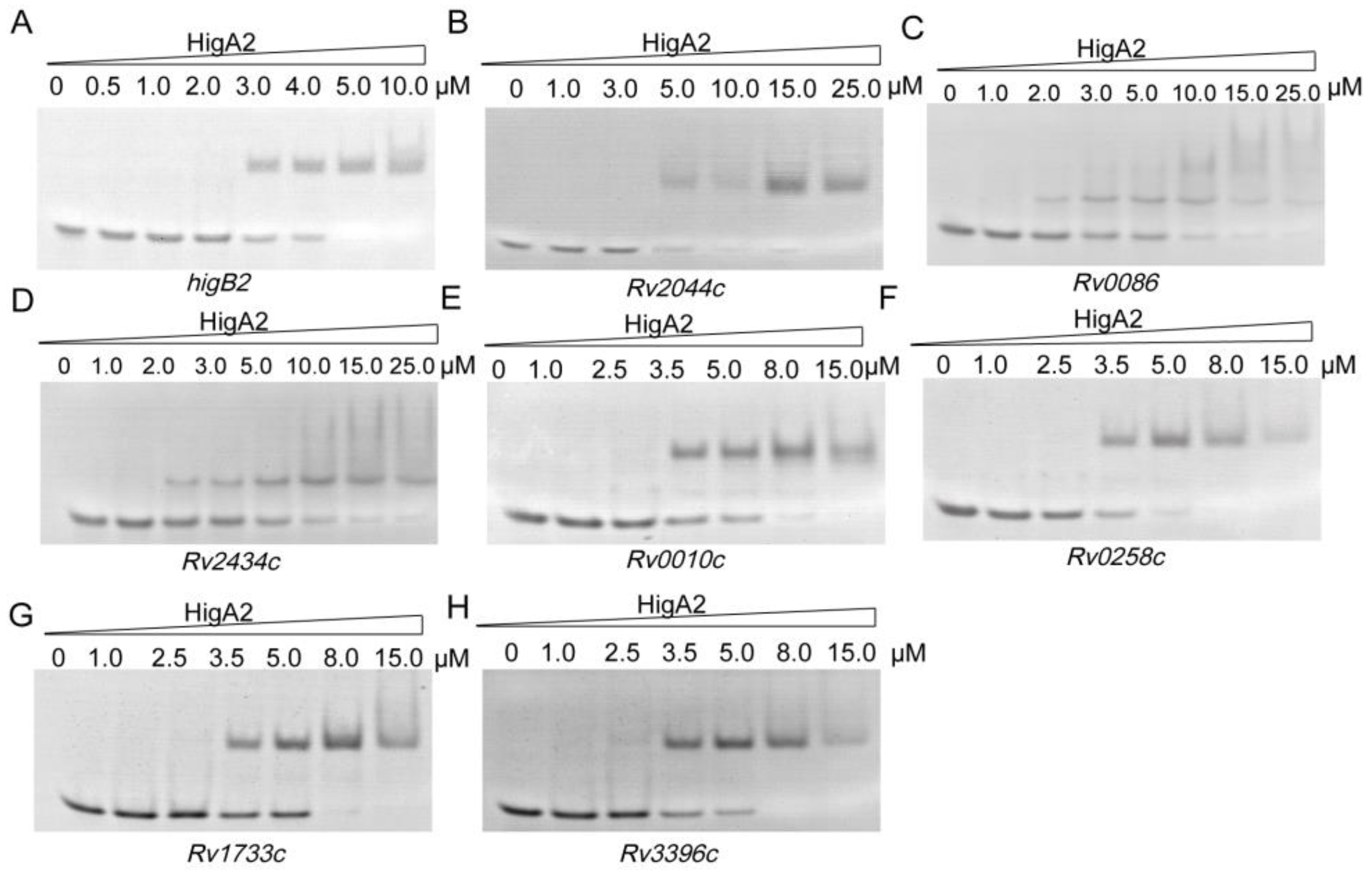 Microorganisms 12 01244 g004