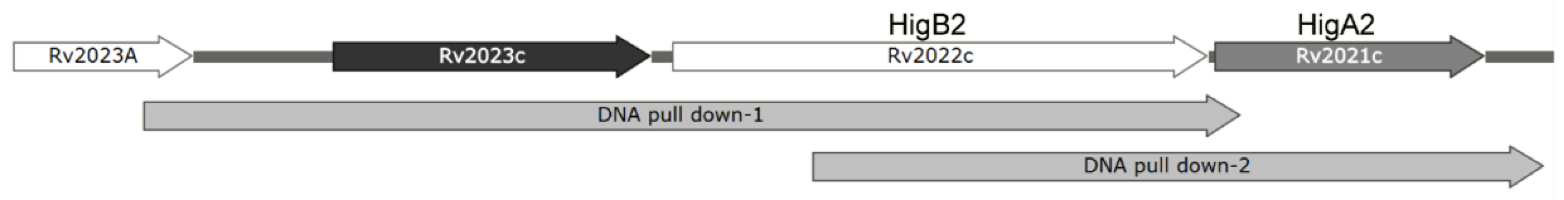 Microorganisms 12 01244 g006