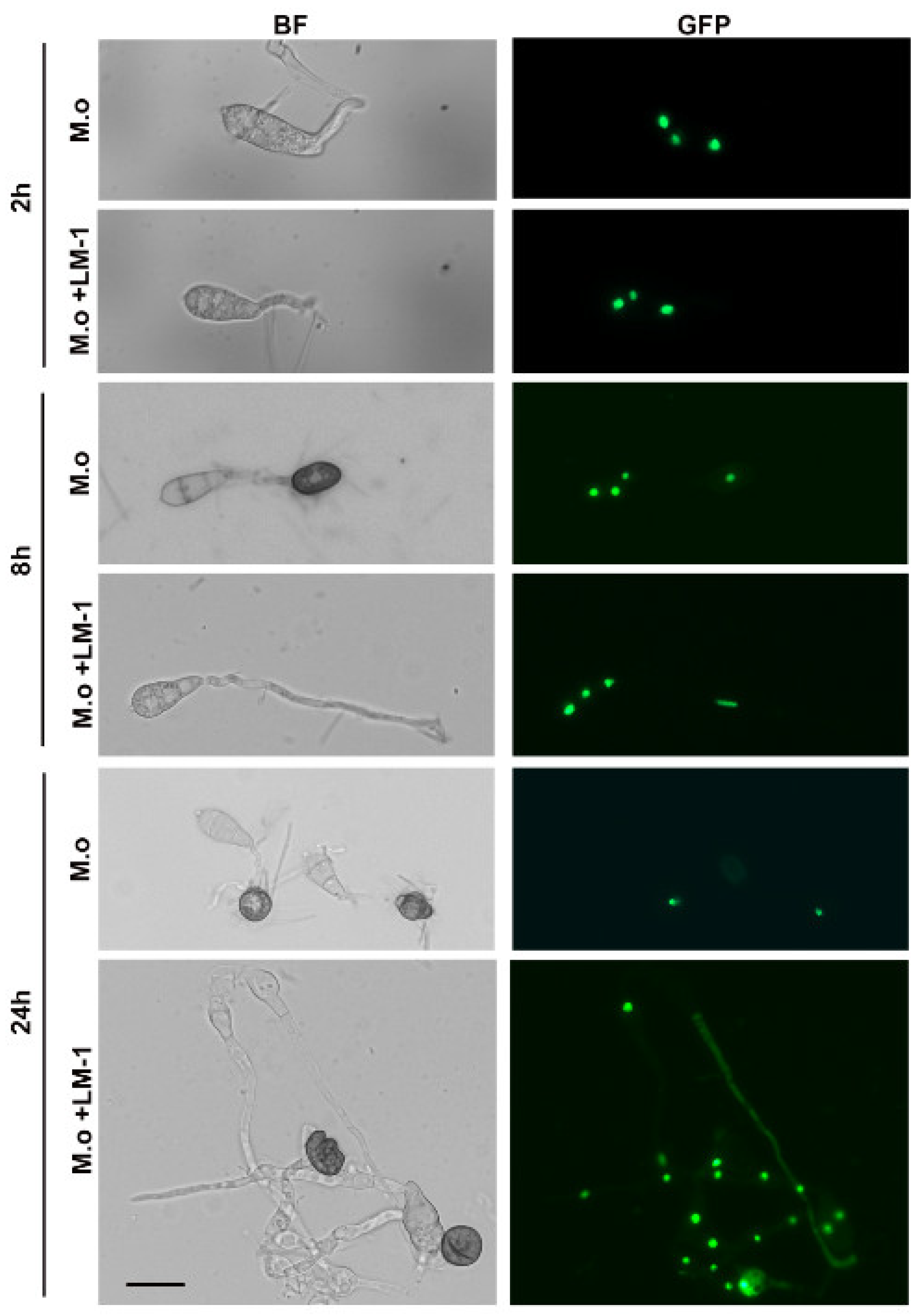 Microorganisms 12 01246 g009 Microorganisms 12 01246 g009