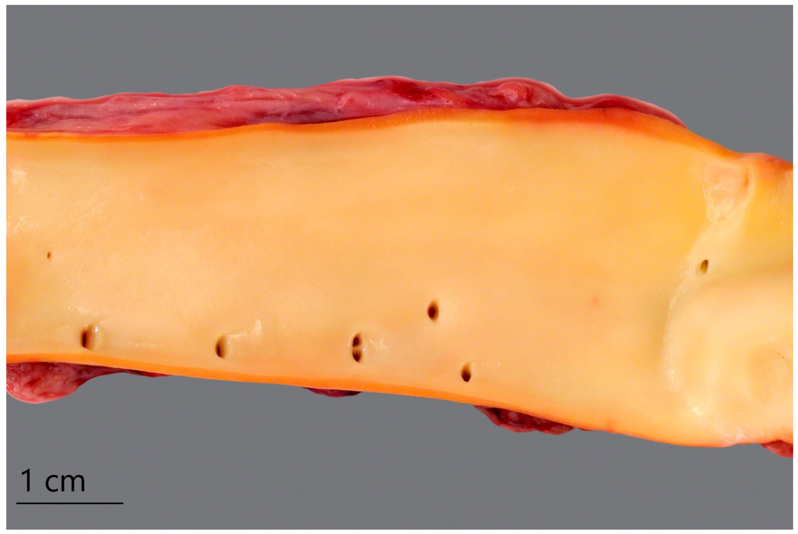 Microorganisms 12 01267 g001 Microorganisms 12 01267 g001