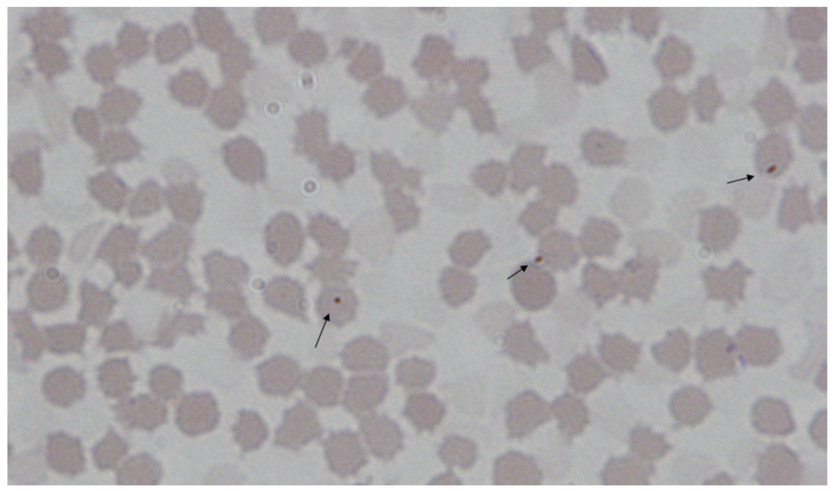 Microorganisms 12 01267 g003 Microorganisms 12 01267 g003