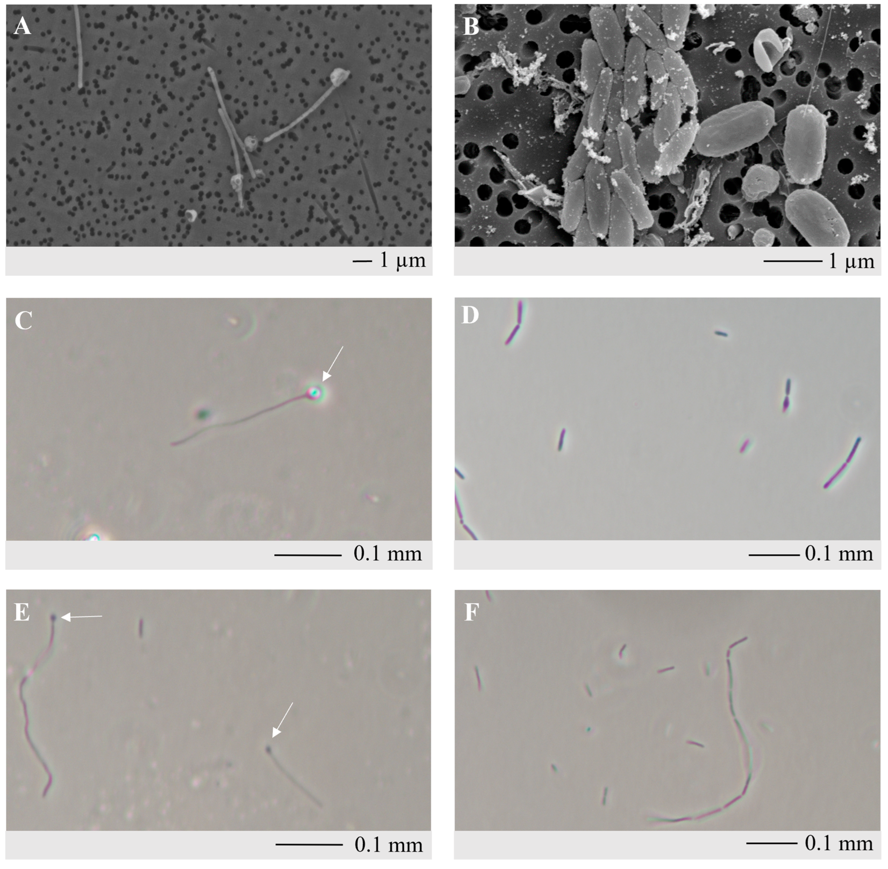 Microorganisms 12 01277 g001 Microorganisms 12 01277 g001