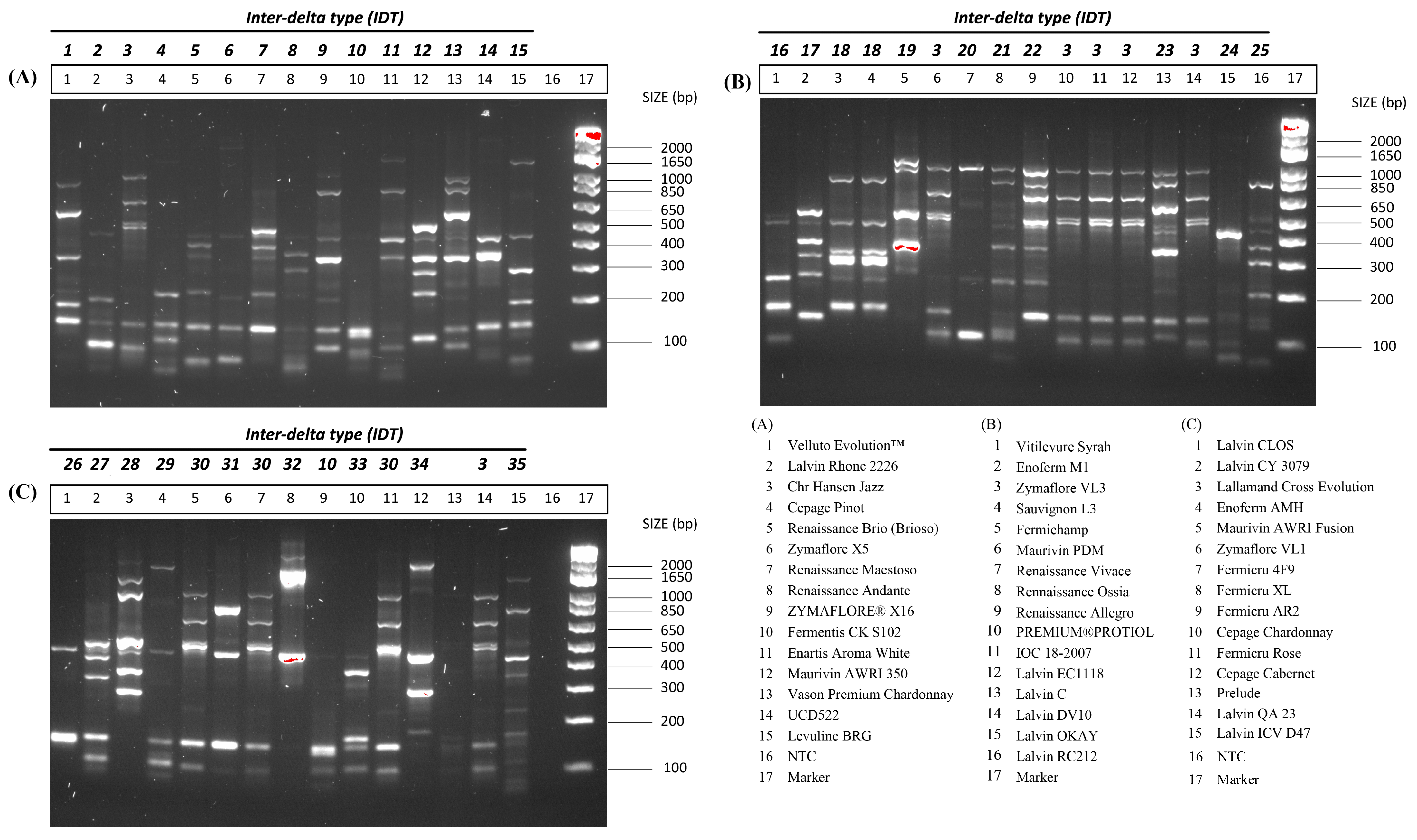Microorganisms 12 01299 g001