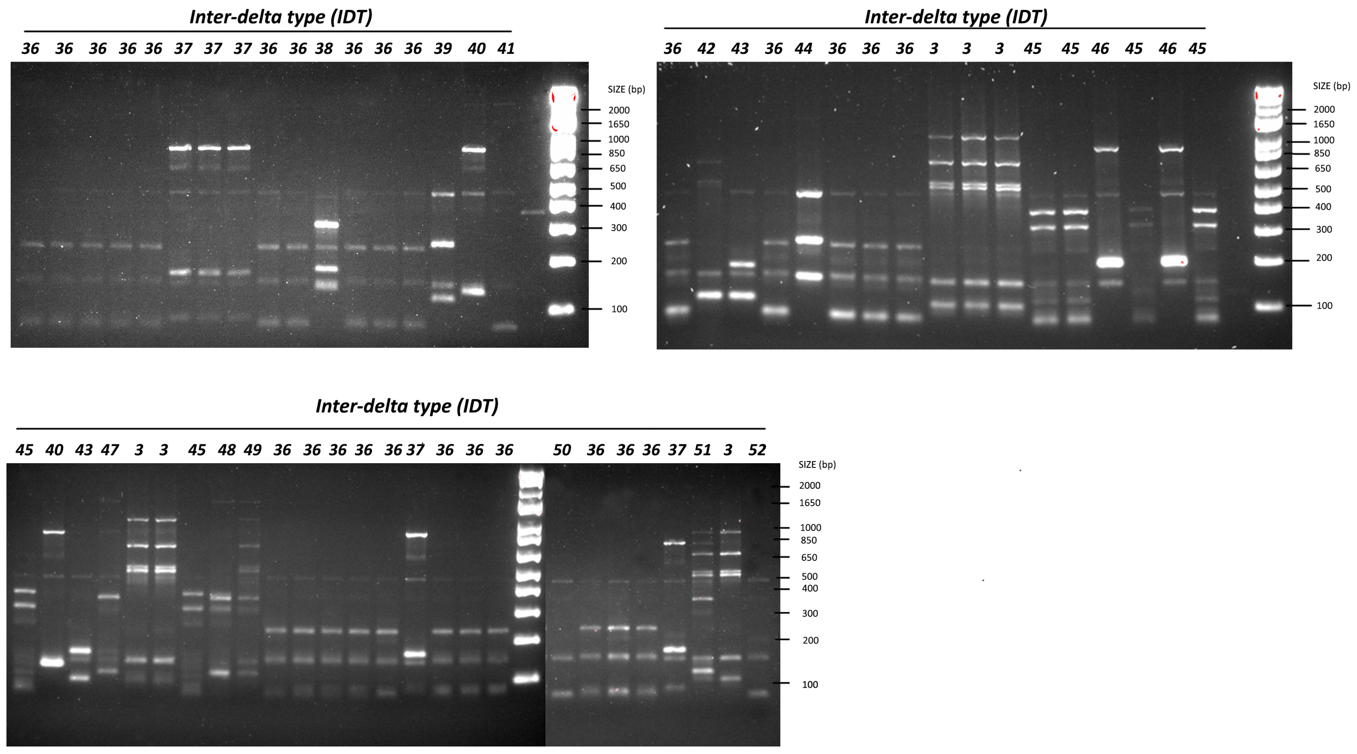Microorganisms 12 01299 g002