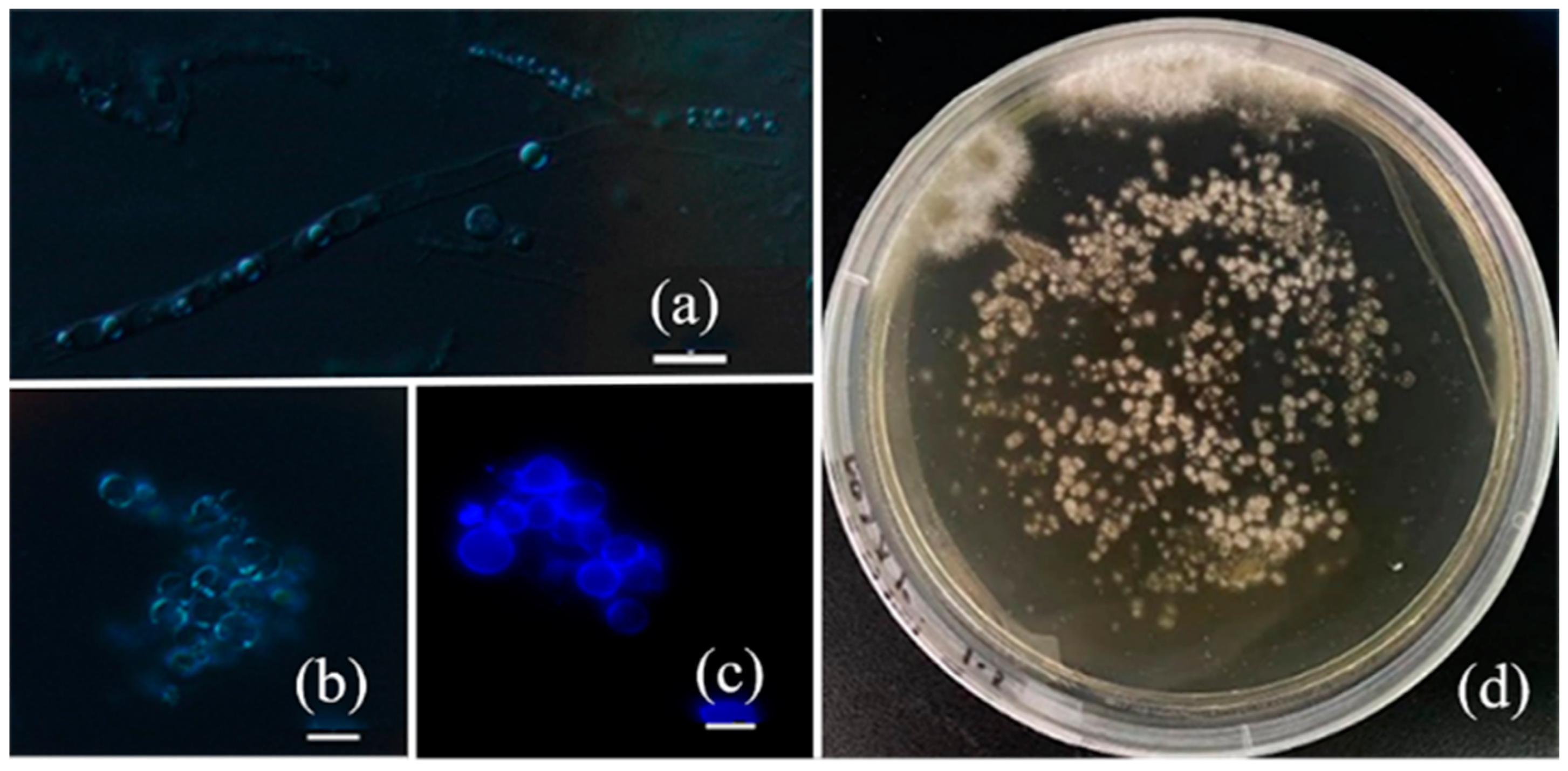 Microorganisms 12 01335 g001
